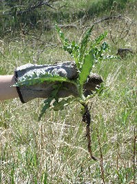 A Canada thistle plant that has been pulled