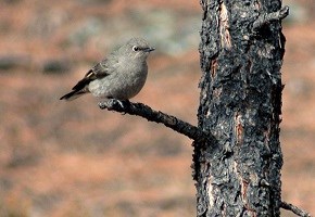 gray bird on tree branch