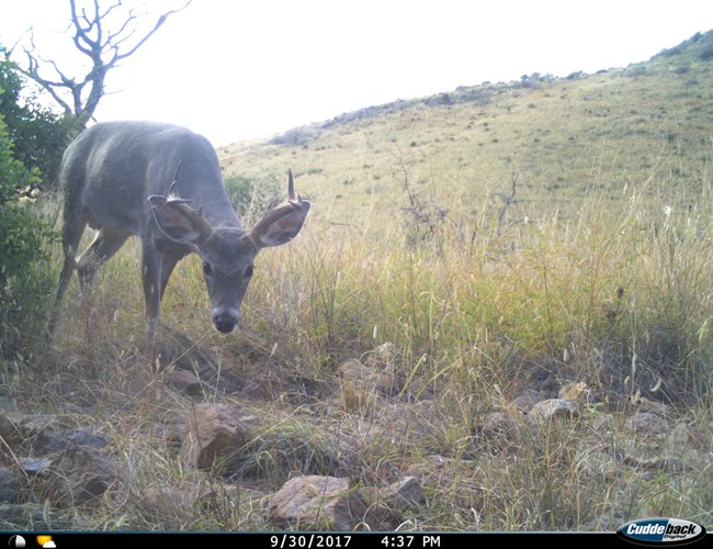 a young whitetail buck is caught on trail camera.