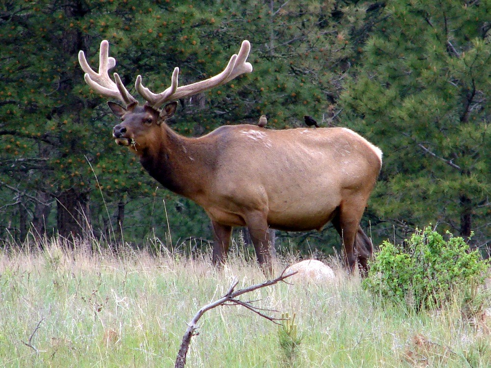 Bull elk in velvet with a brown headed cowbird on his back