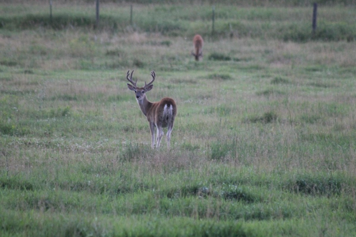 A Whitetail buck in velvet looks toward the camera. Another deer is behind him out of focus.