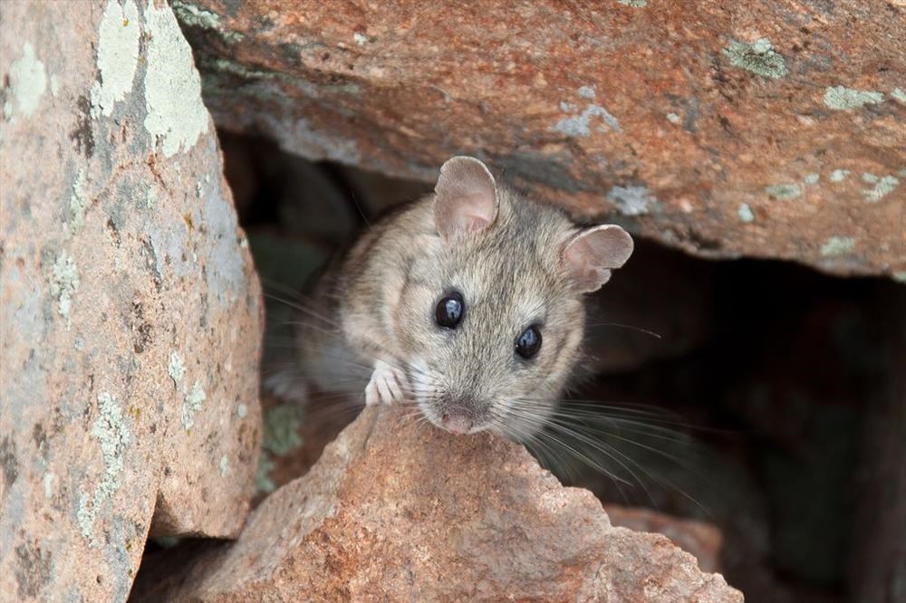 Bushytailed Woodrat (Neotoma cinerea) Jewel Cave National Monument