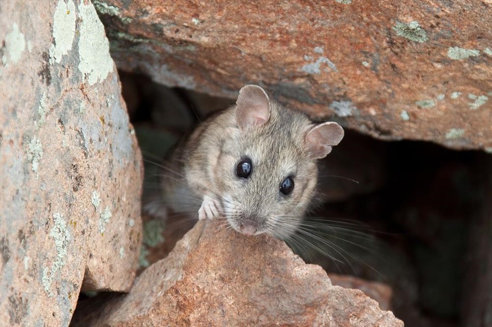 A Bushy-tailed woodrat peaks out of a rock crevice.