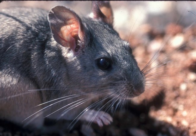 A close up picture of a bushytailed woodrat