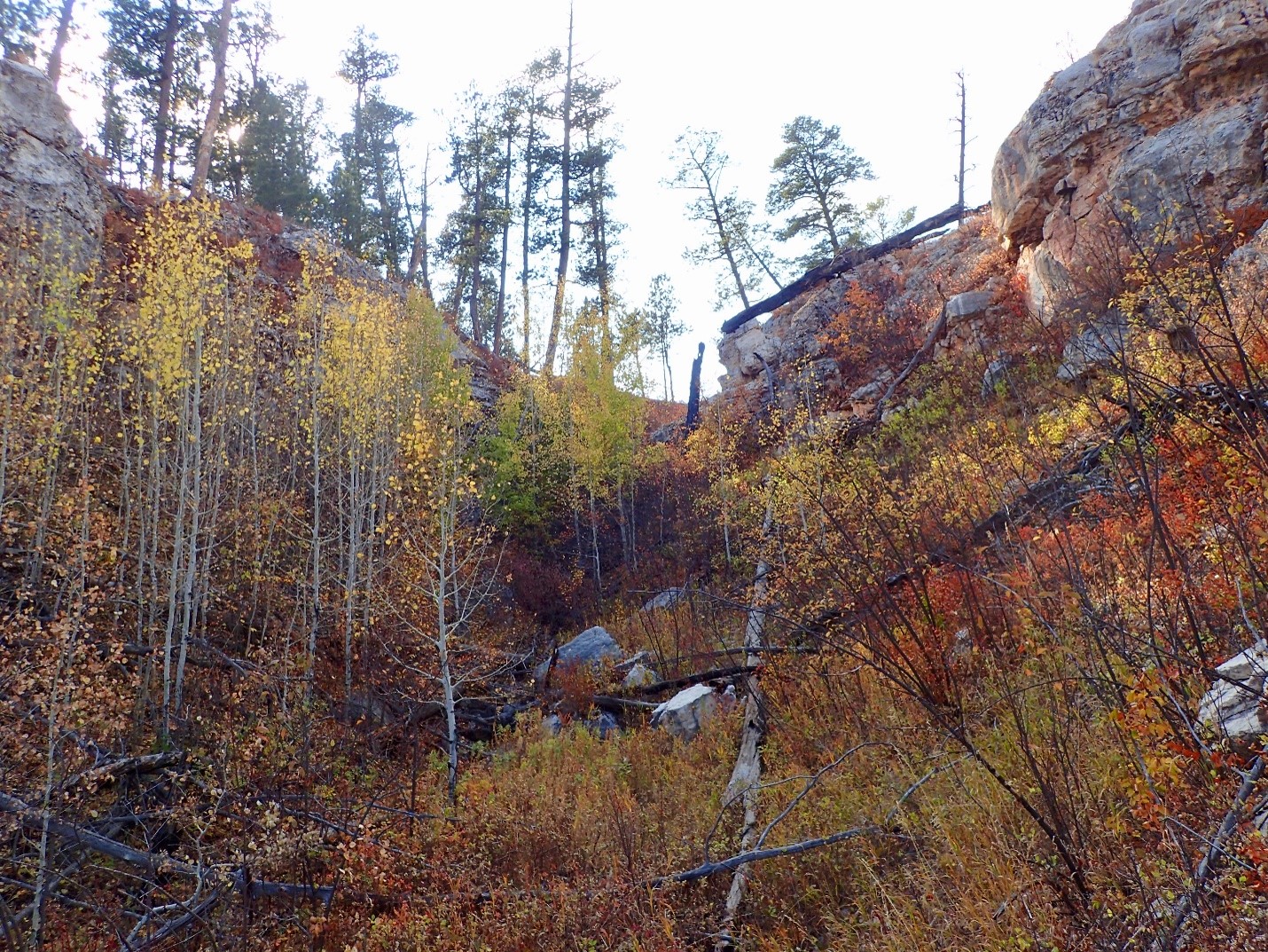 Trees and plants on a rocky surface with evergreen trees above.