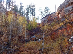 Trees and plants on a rocky surface with evergreen trees above.