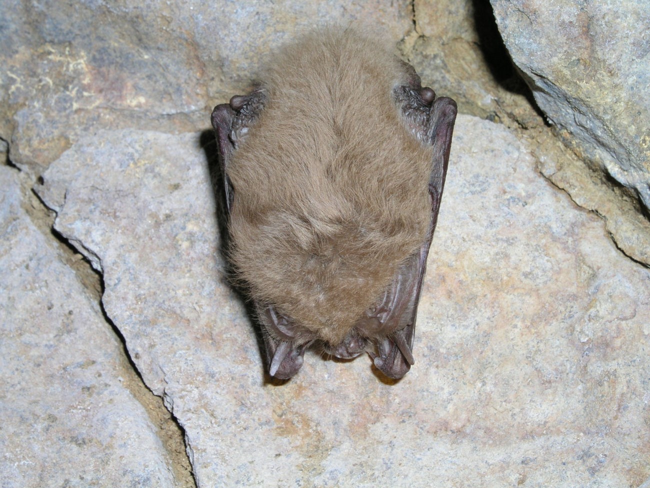 A small brown bat on a grey rock wall.