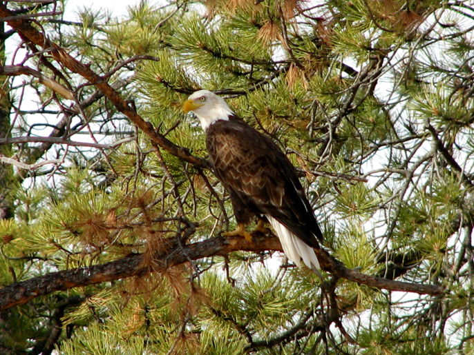 A bald eagle sits in a ponderosa pine tree near Jewel Cave.