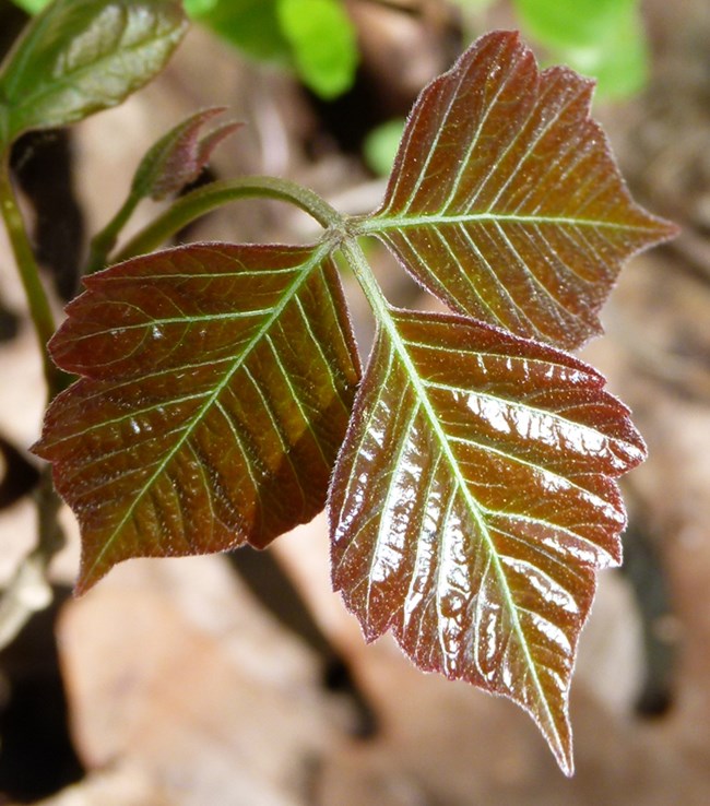 Three leaves with a red, glossy tint, showcasing poison ivy.
