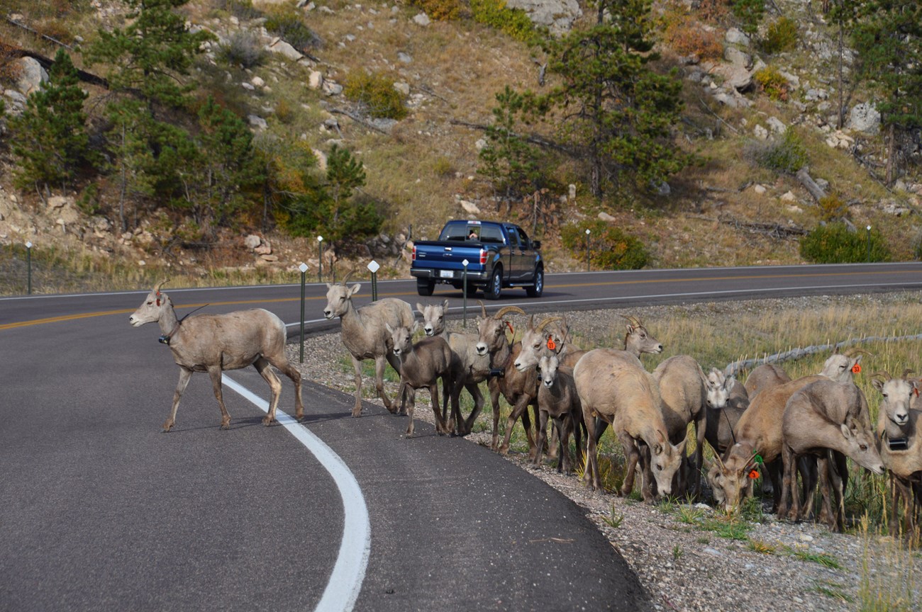 A herd of female bighorn sheep cross a highway, with a blue pickup driving away in the background.