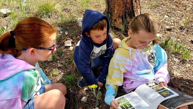 Young kids looking at a wildflower identification book.