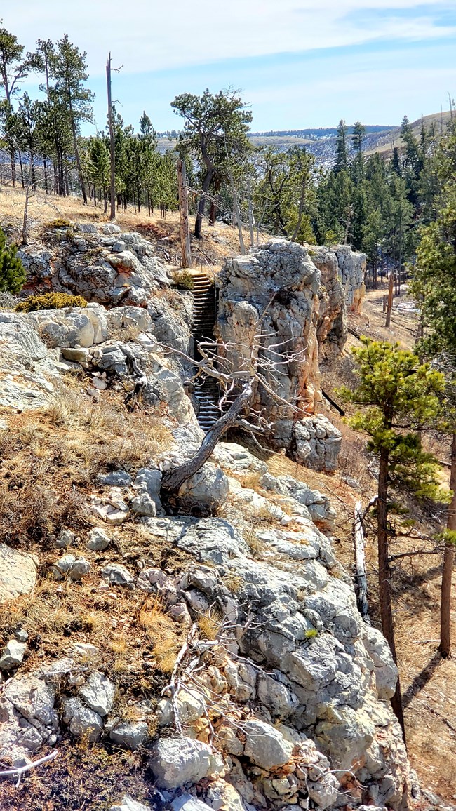A canyon scene, showing rocky outcroppings, dried grasses, and ponderosa pines.
