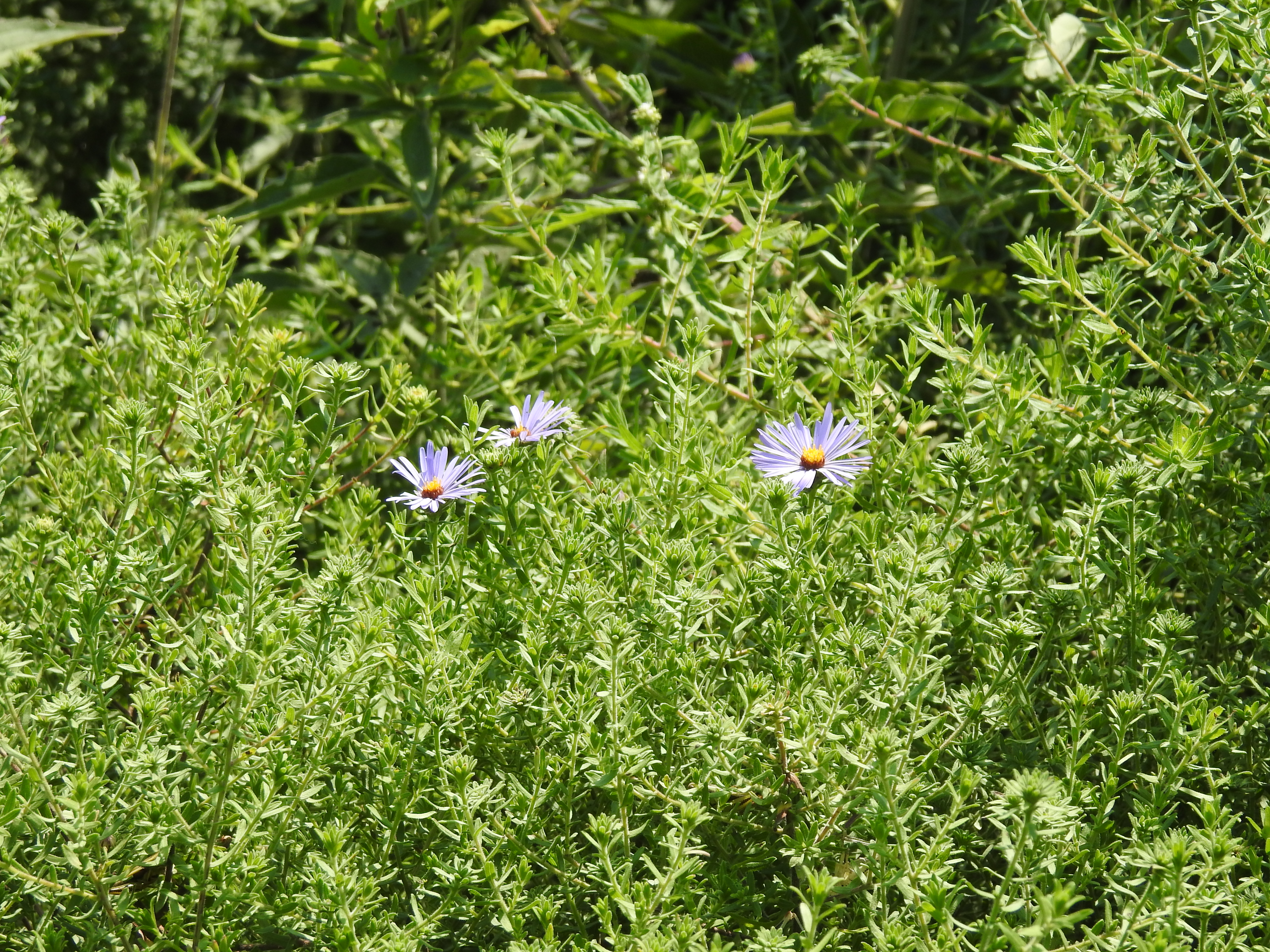 Small purple flowers in a green bush