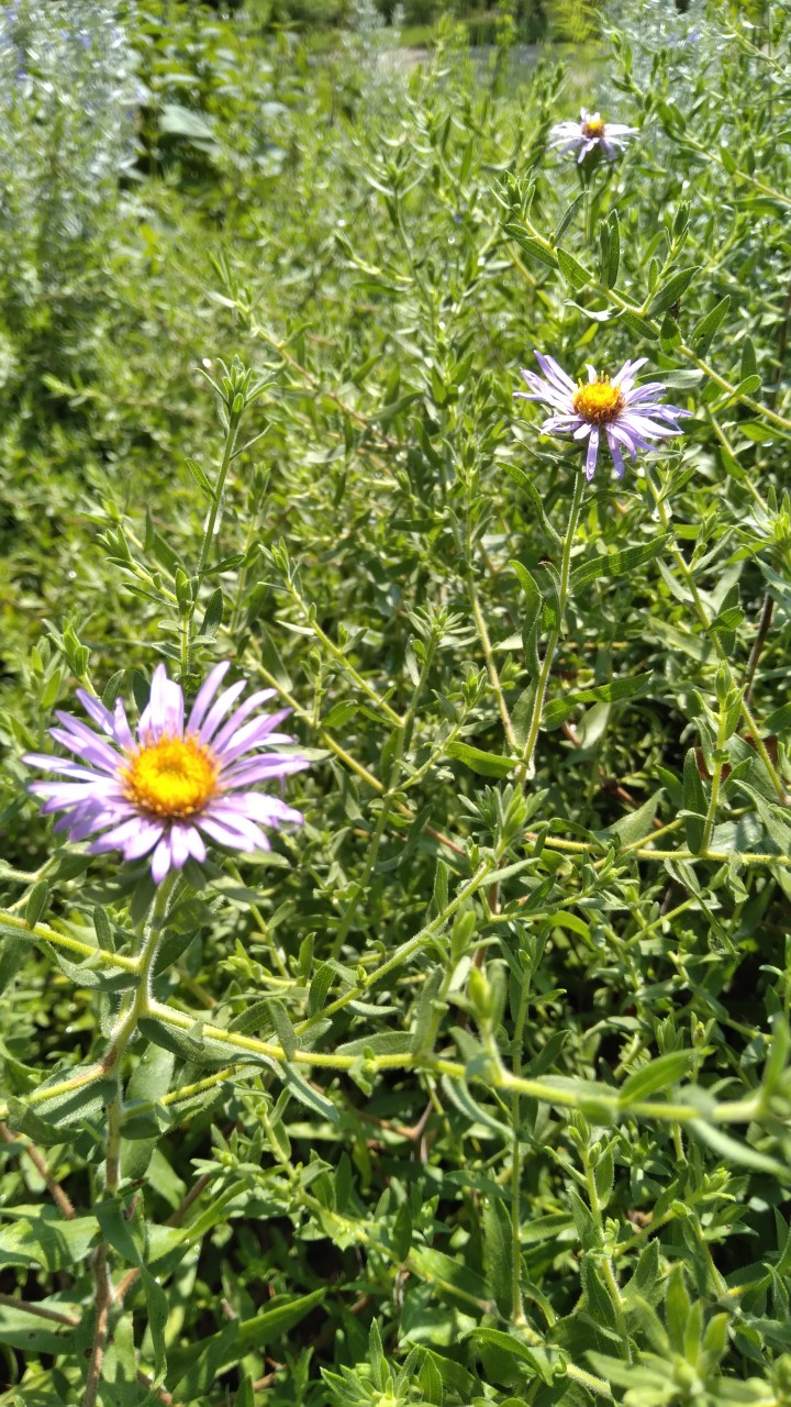 Aster oblongifolius A daisy-like flower