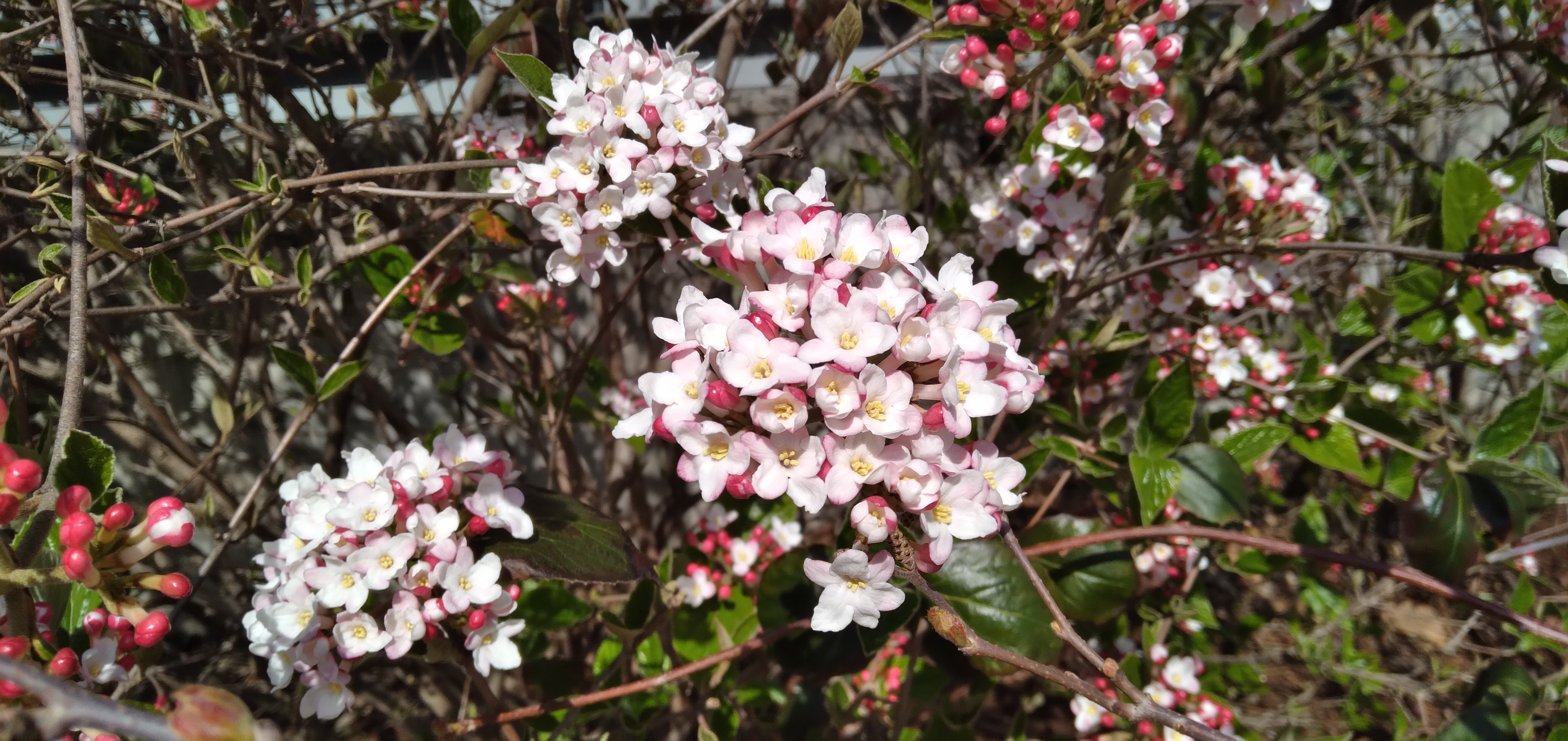 Burkwood viburnum Pale pinkish-white flowers joined together in a ball, like a floral snowball. Green leaves surround the flower ball.