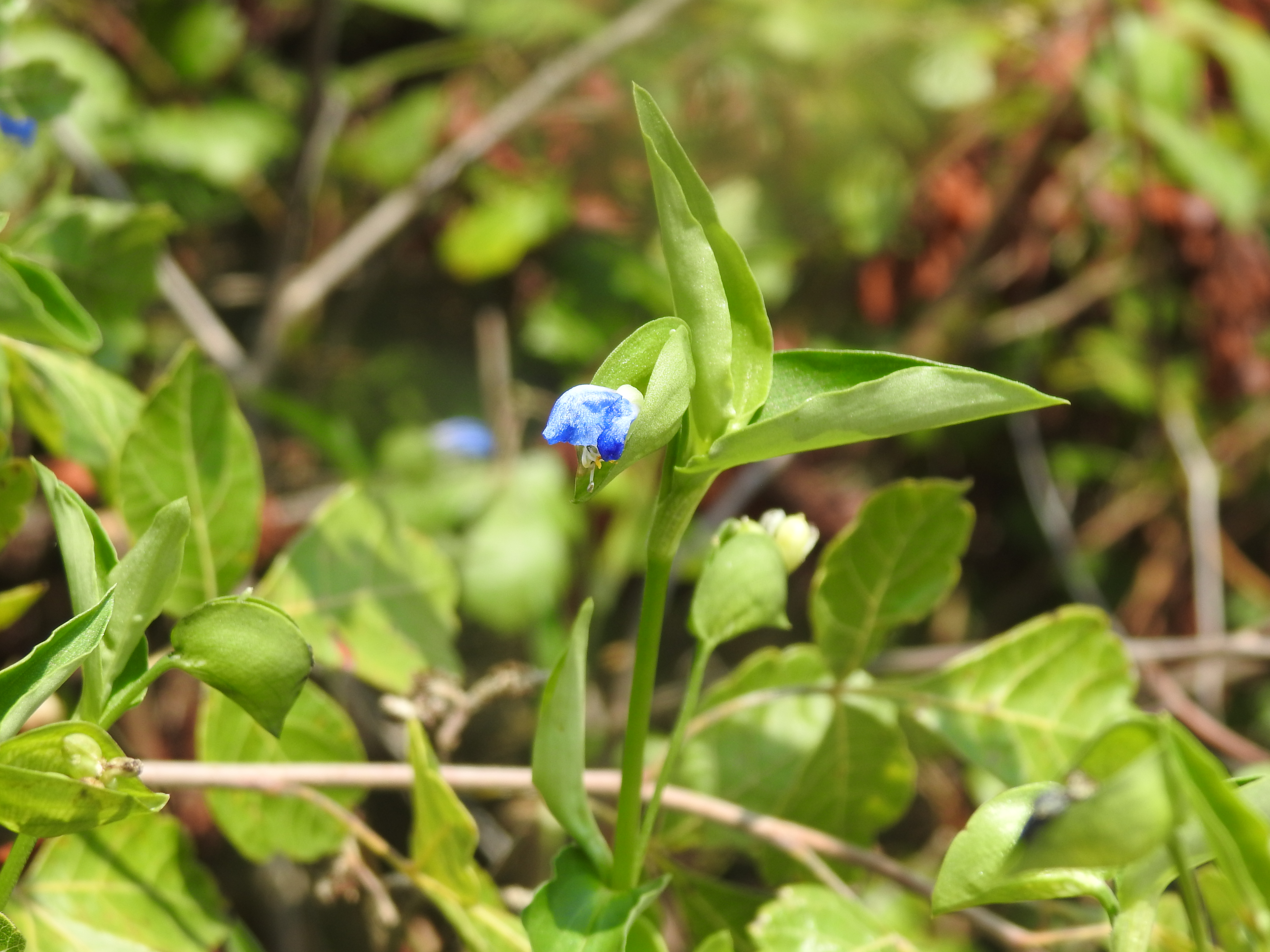 Commelina communis A closeup of a tiny blue flower bud