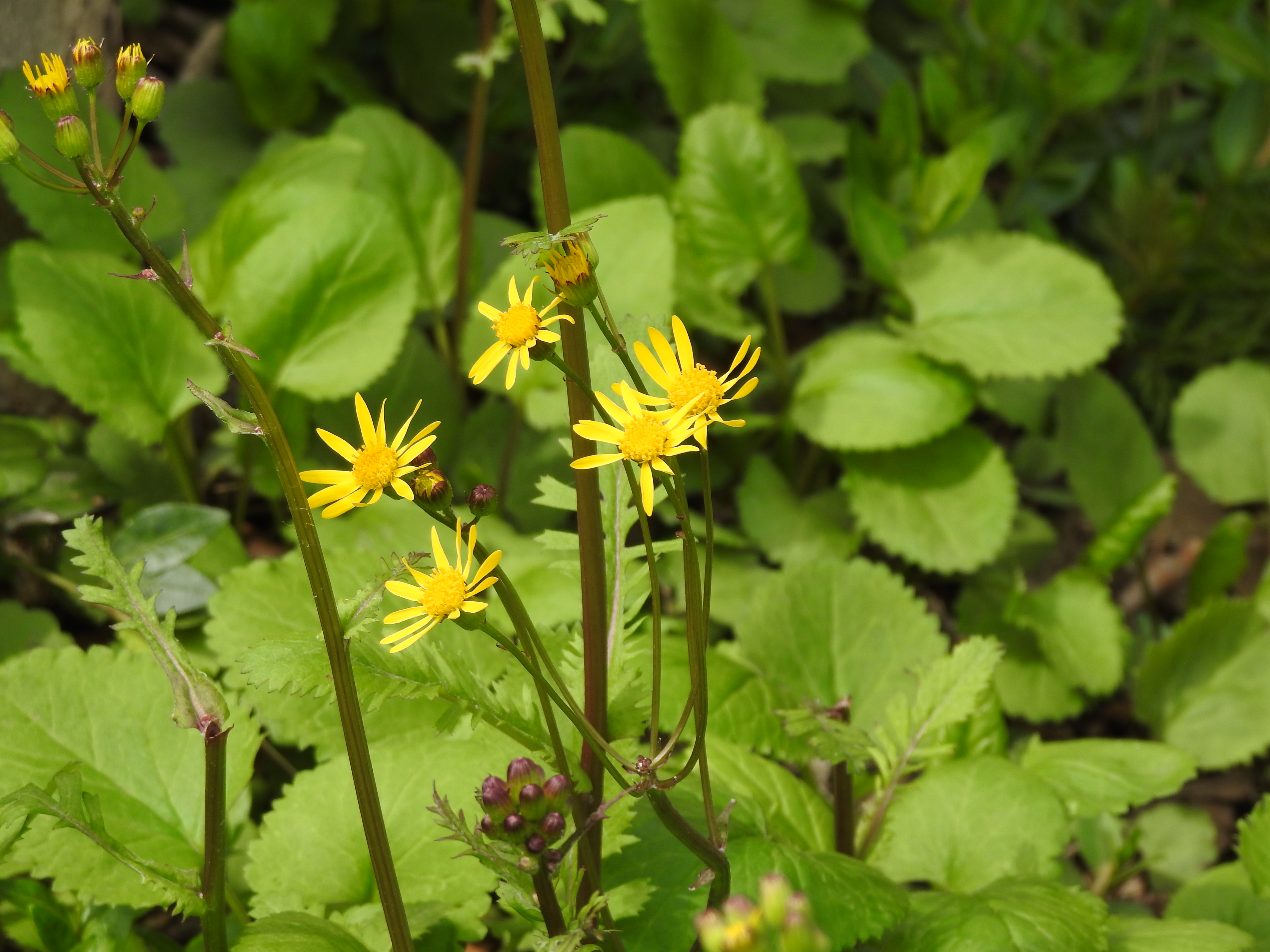 Yellow daisy-like flowers. Green grass is in the background.