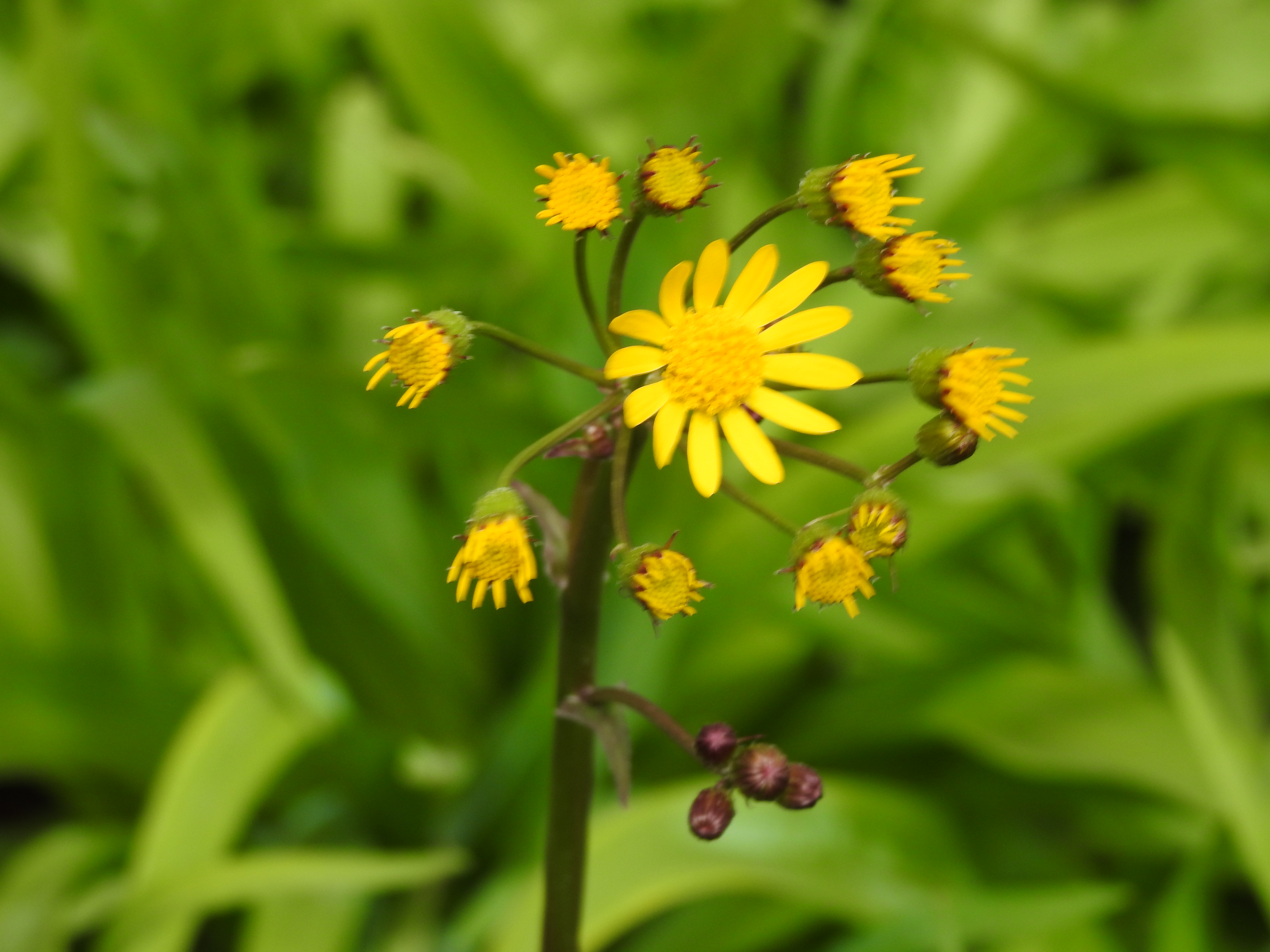 An open yellow daisy-like flower surrounded by a halo of unopened buds. All flowers (open and not open) are joined together on a common stem.