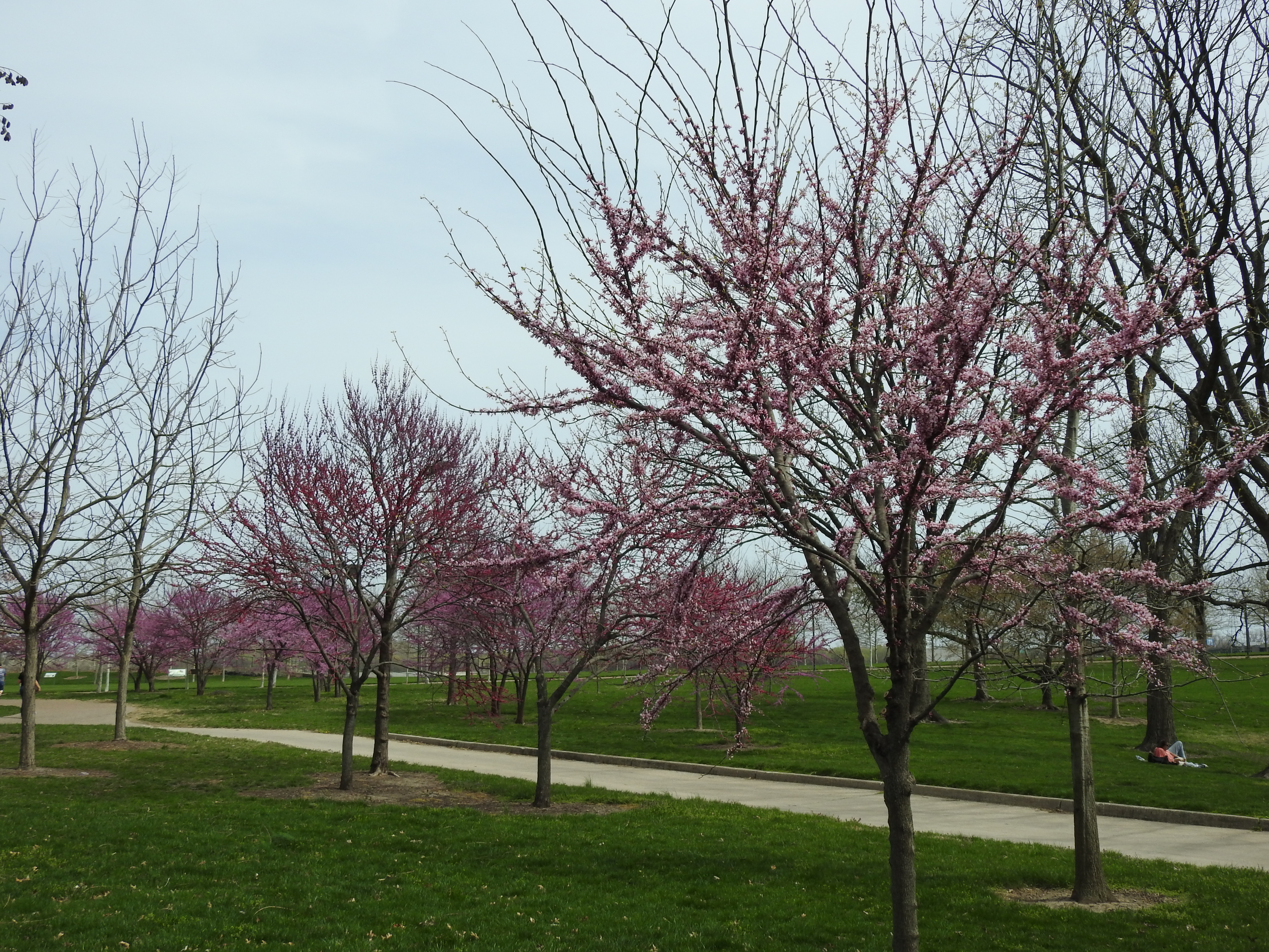 Several trees whose brown bark is generously studded with pink to fuscia buds.