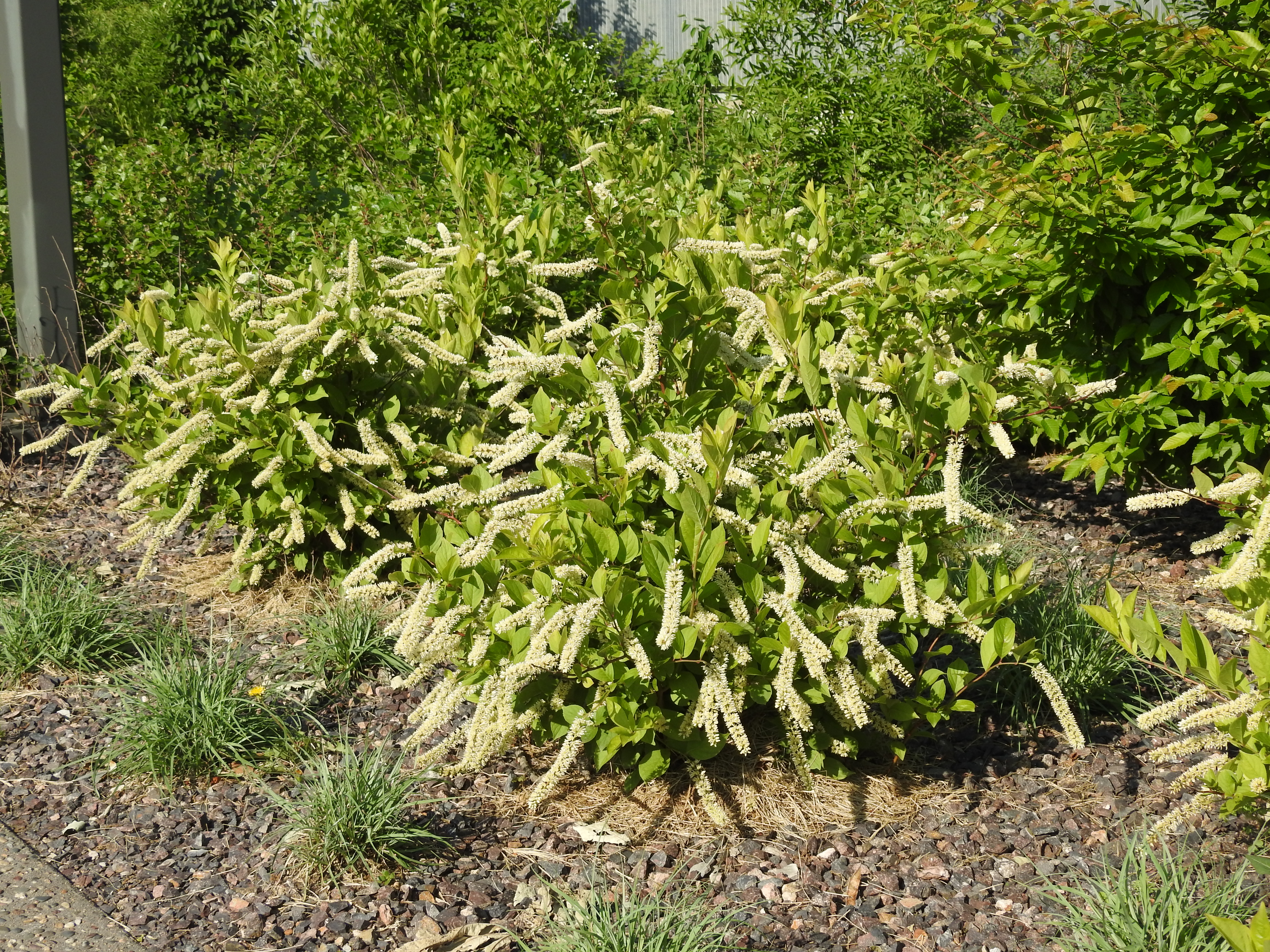 A green plant with stiff beige bottle-brush shaped flowers sticking out at random angles