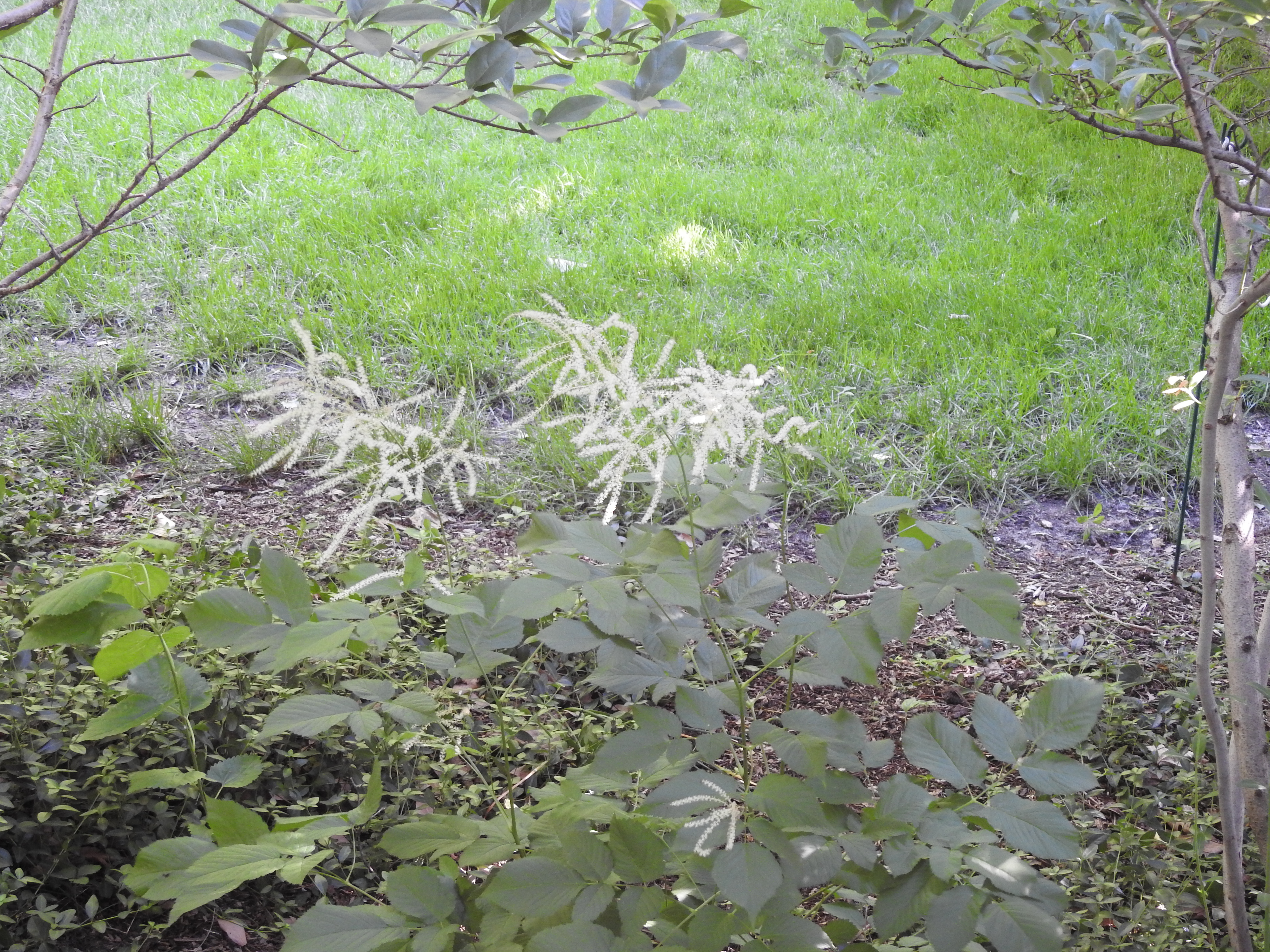 A few fuzzy, feathery white flowers on slender green stalks.
