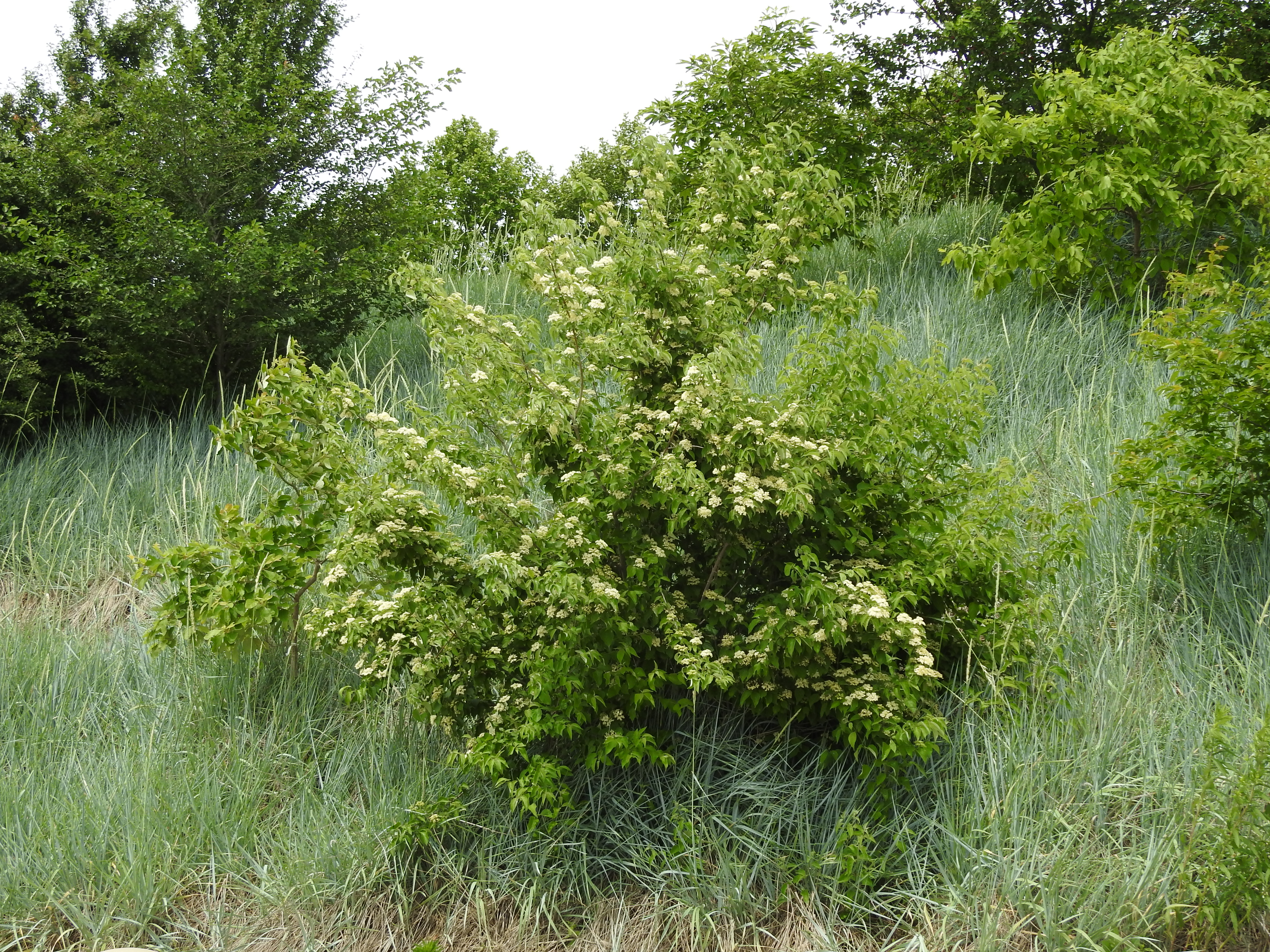 A tree with showy white blossoms at the ends of its branches. The tree is leafy and green.