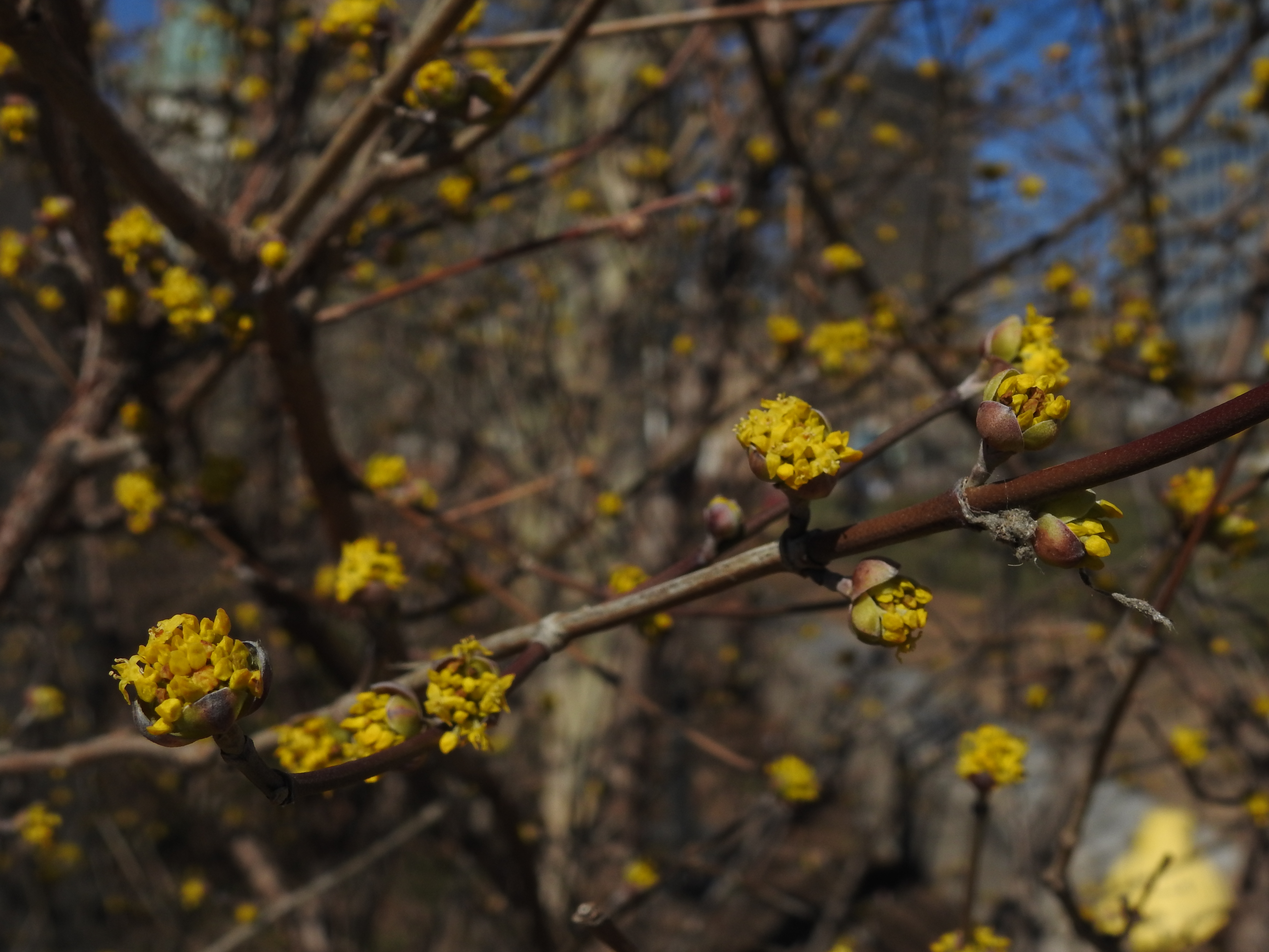 A brown branch with several buds, each opening to show several small yellow flowers. 