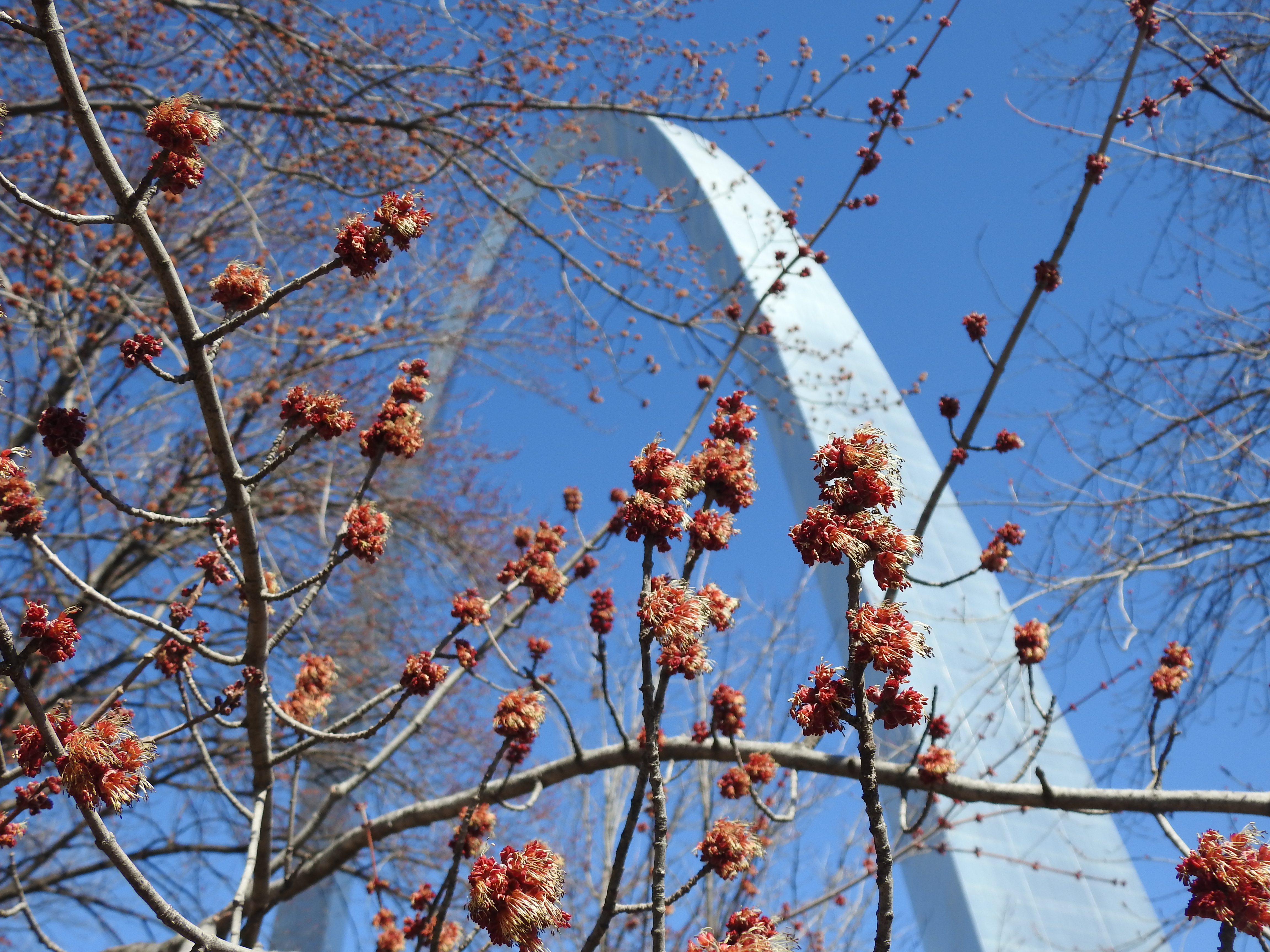 Brown tree branches with fluffy red blooms throughout. The gateway arch is in the background.