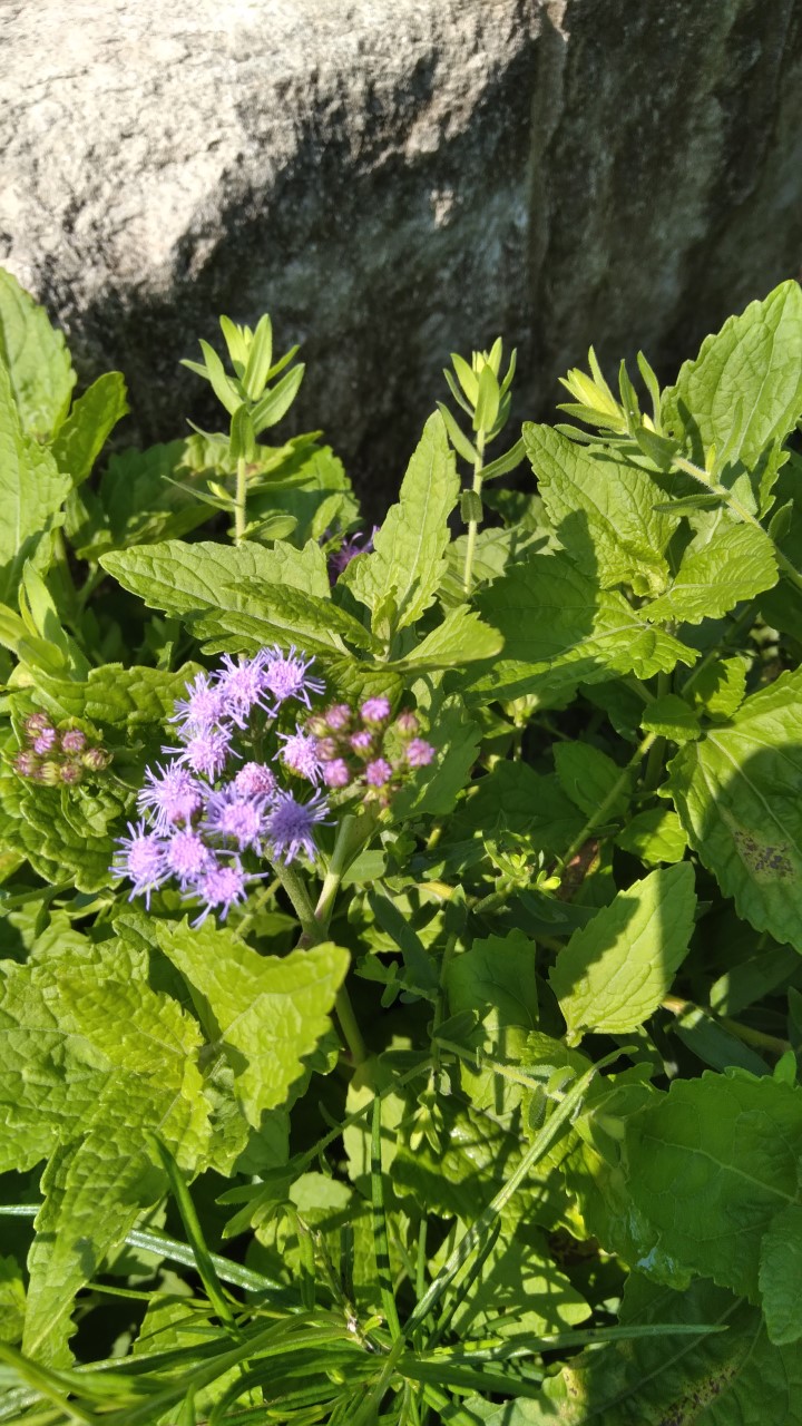 Fuzzy purple flowers in a green background