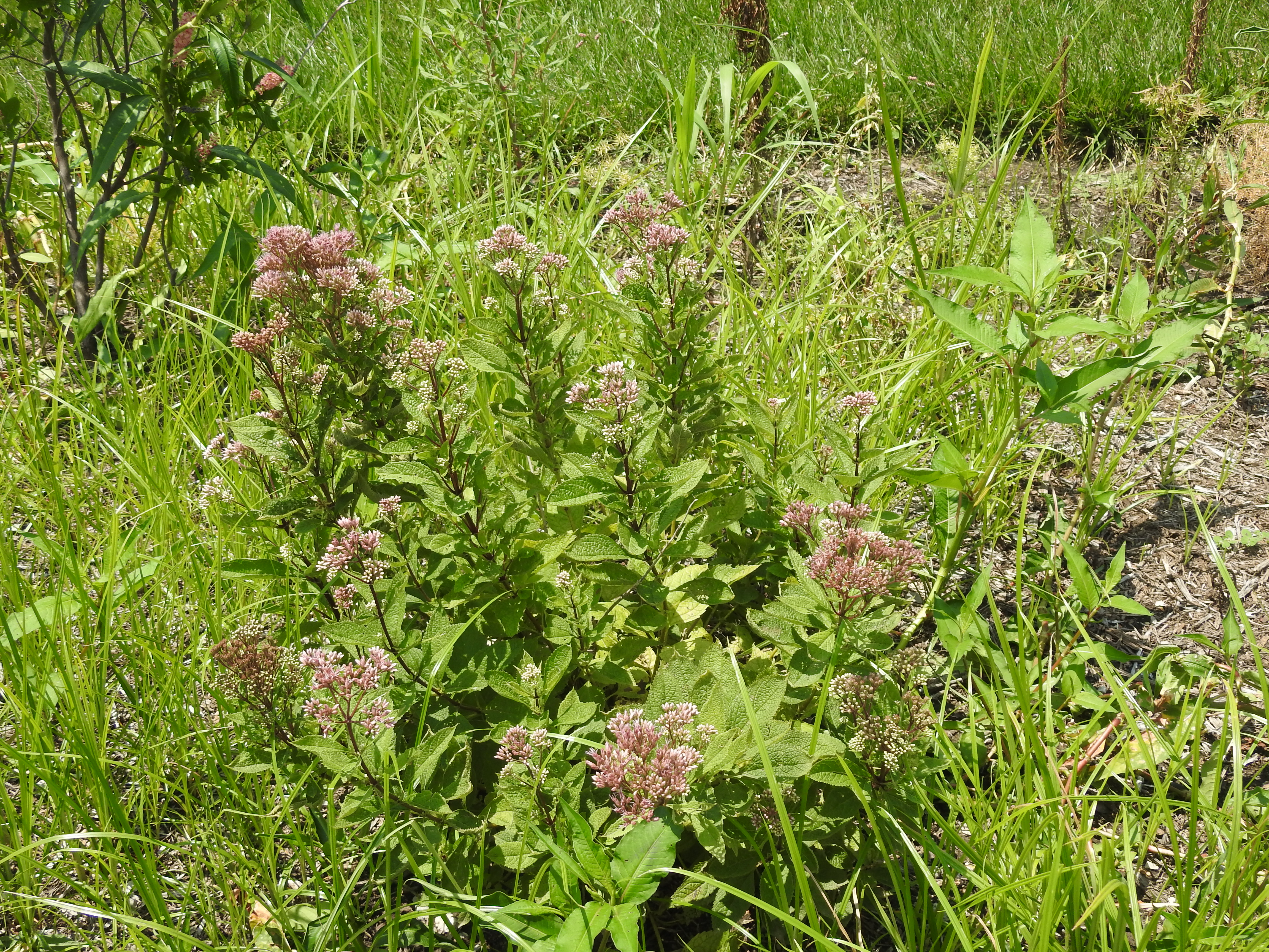 A plant with bushy pale purple flowers