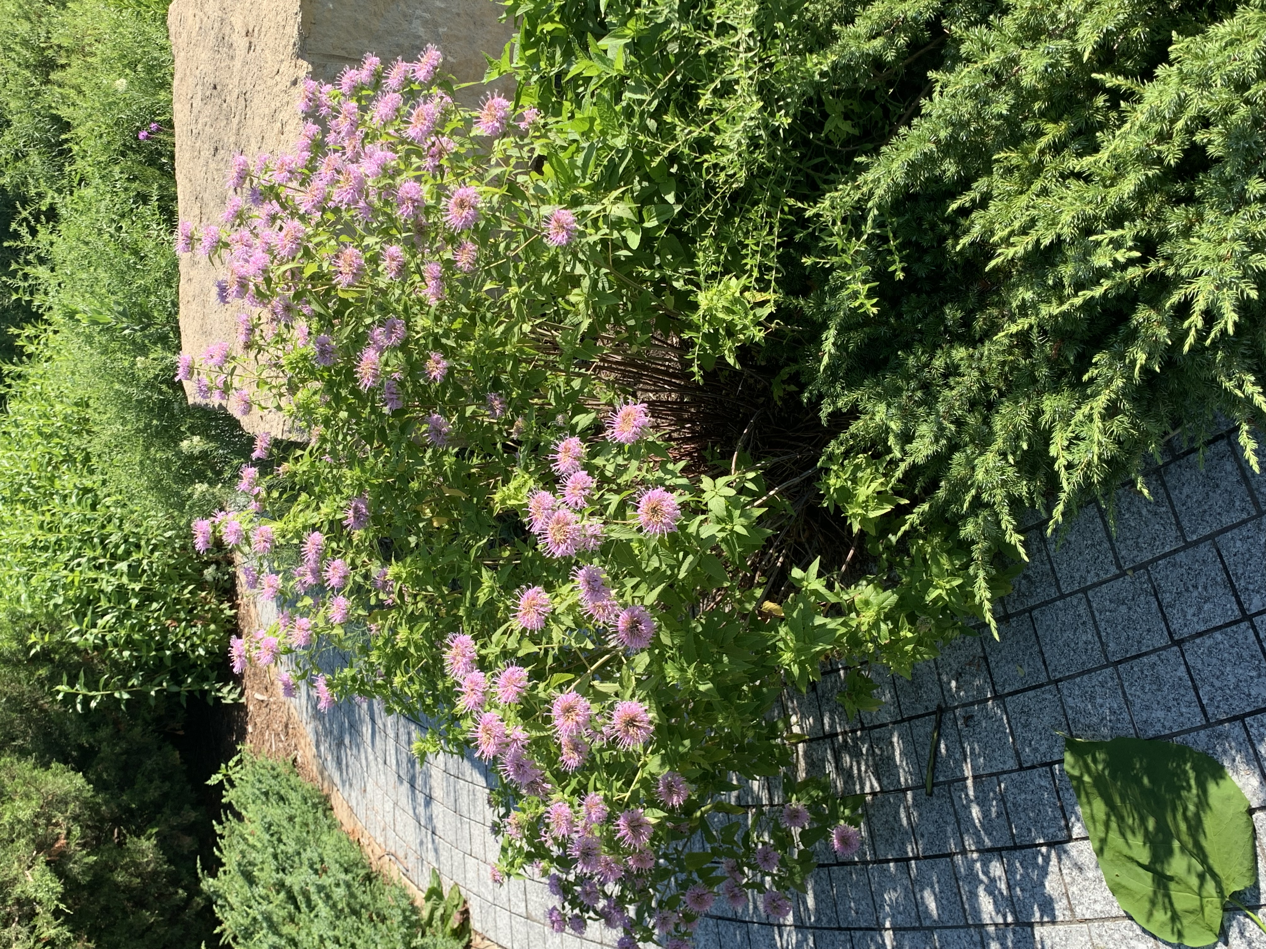 Bee balm A bush covered in small purple flowers