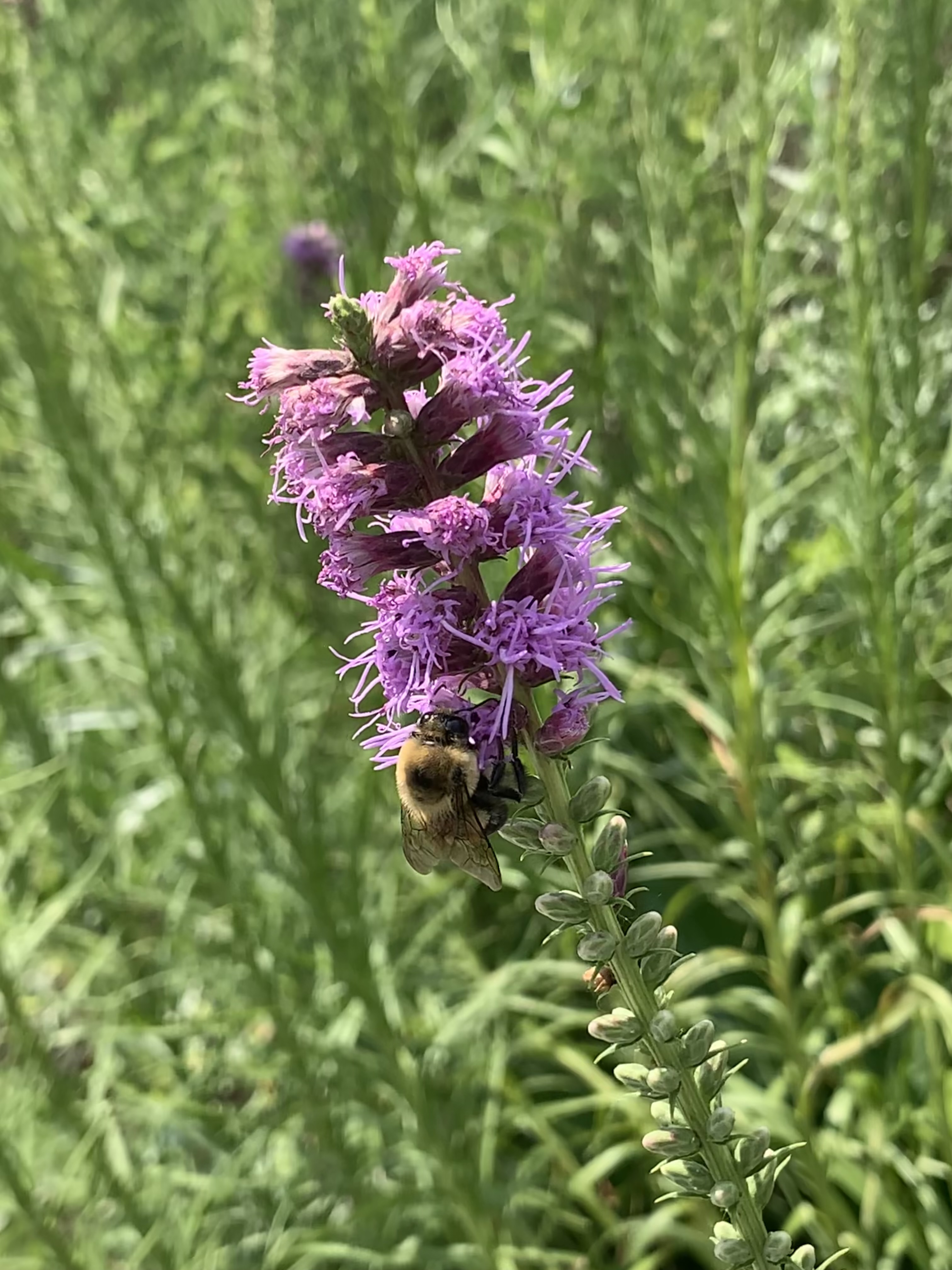 Dense blazing star with bumblebee A bushy purple flower with a bumblebee on it