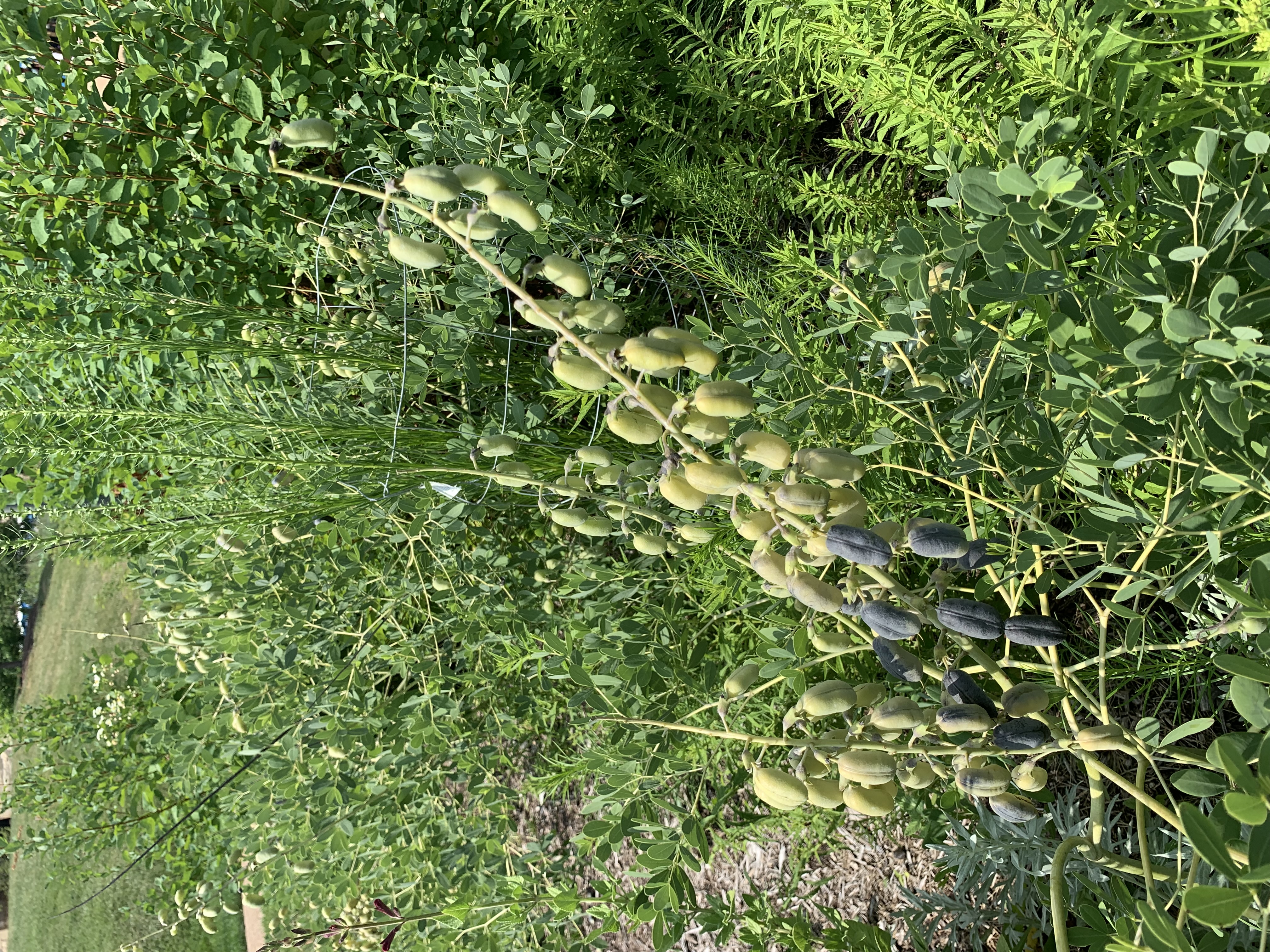 seed pods Large bean-shaped seed pods arranged on a stalk