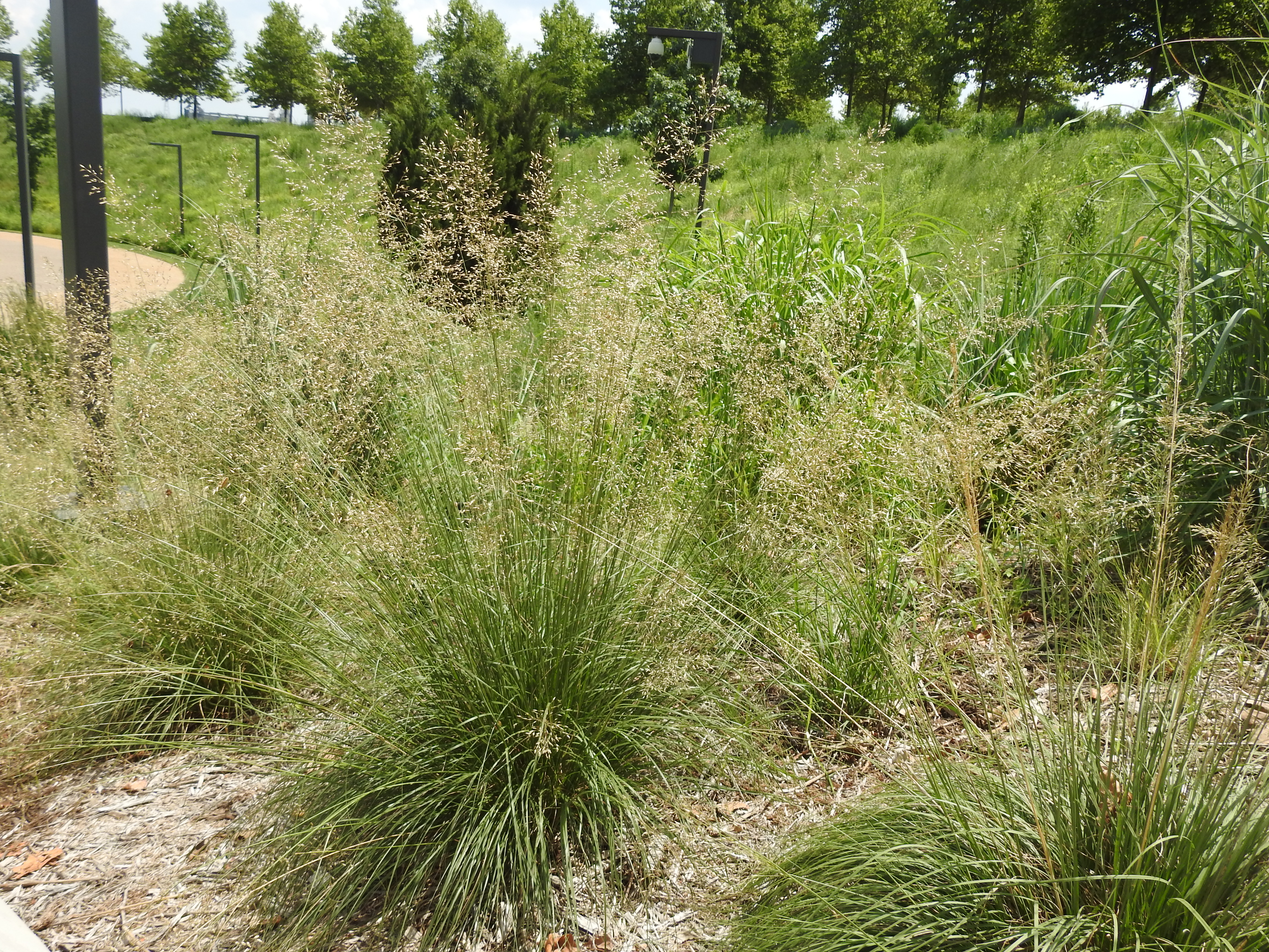 A grass with several tiny seeds hanging from tall stalks