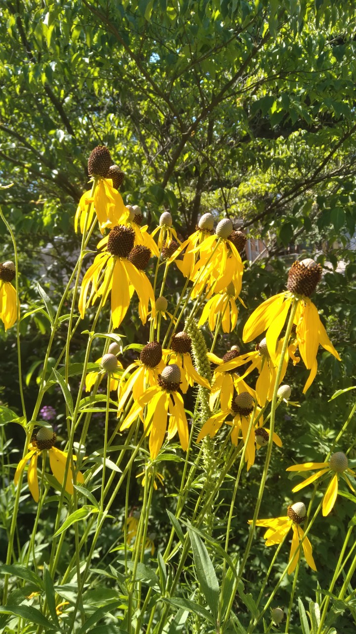 Yellow flowers with black centers