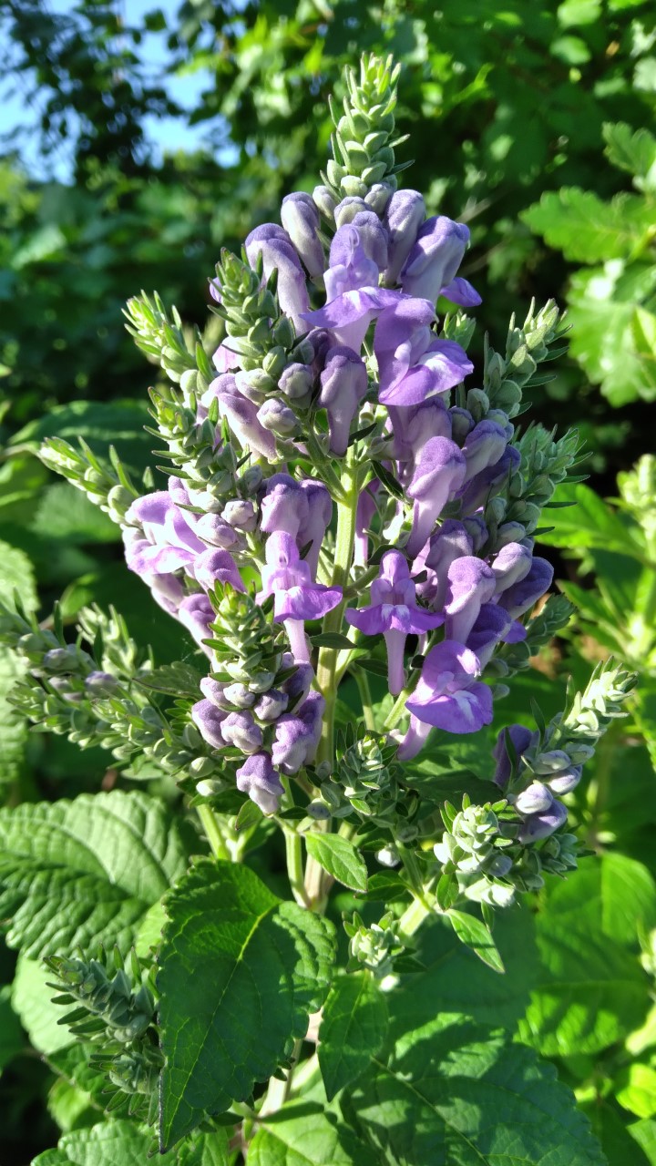 A fluffy purple flower
