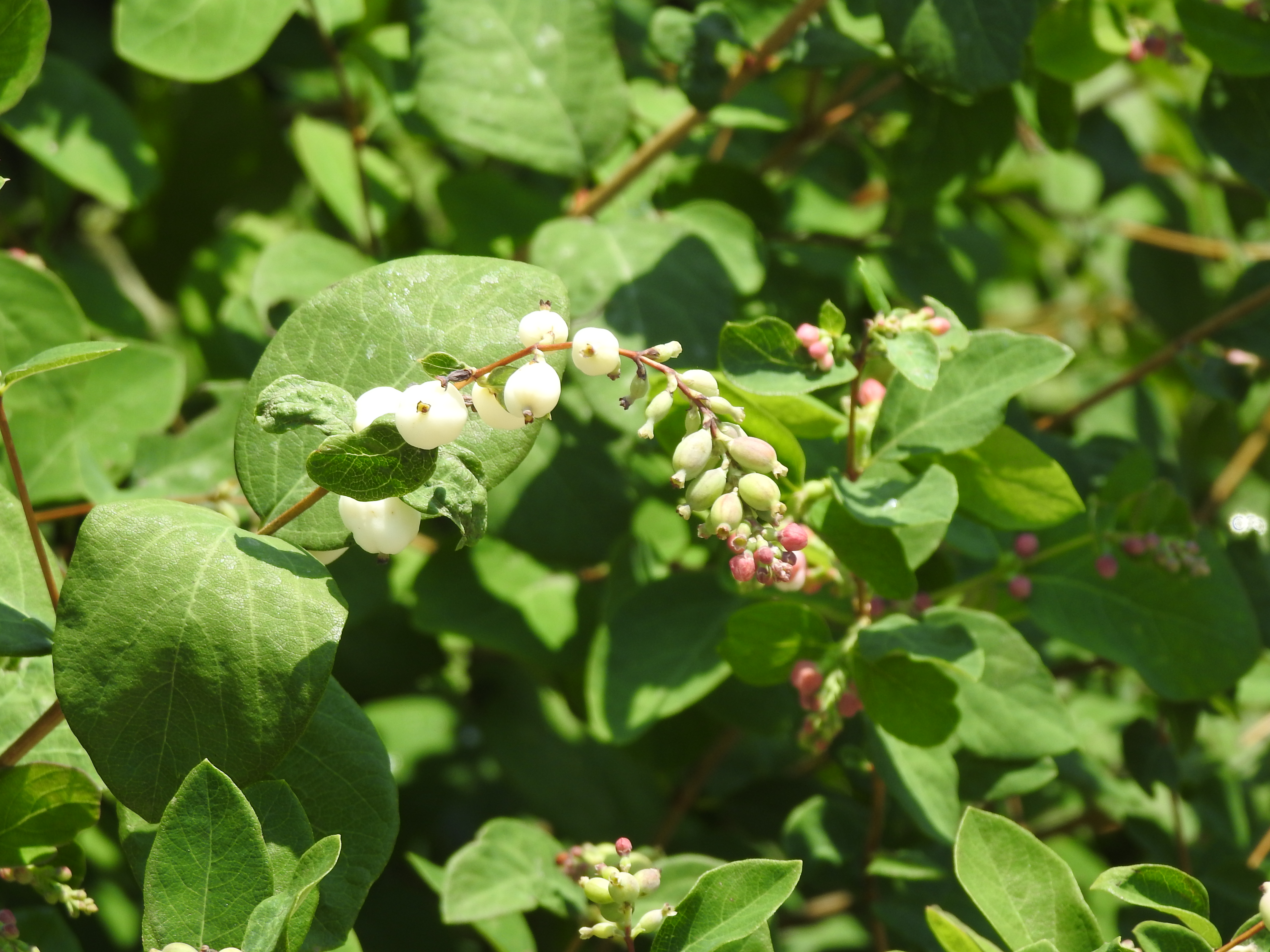 A plant with pink flowers at the tip of a stem and white marble-looking fruits further down the stem