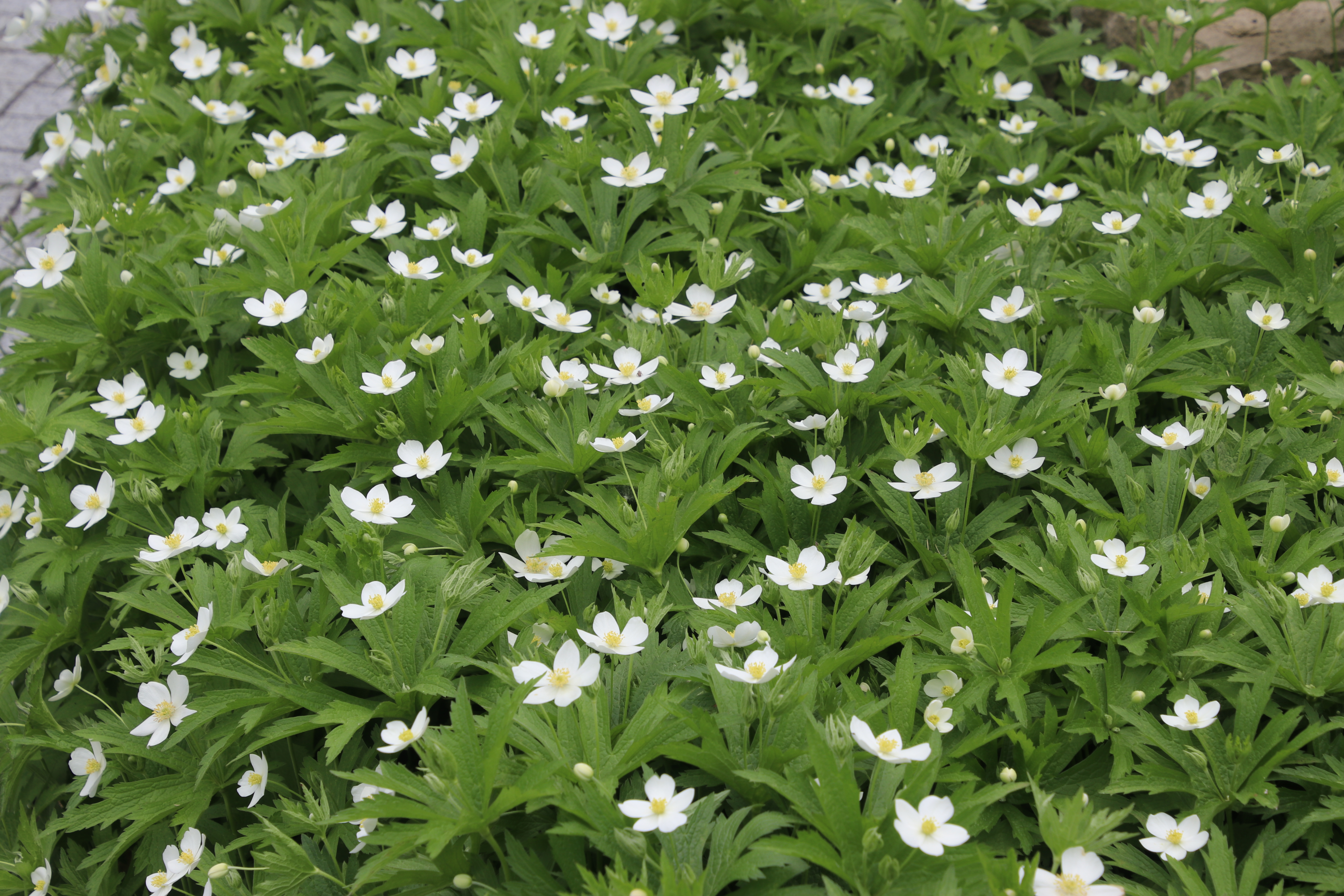 Taken from a distance. Many small white flowers in a sea of green leaves.