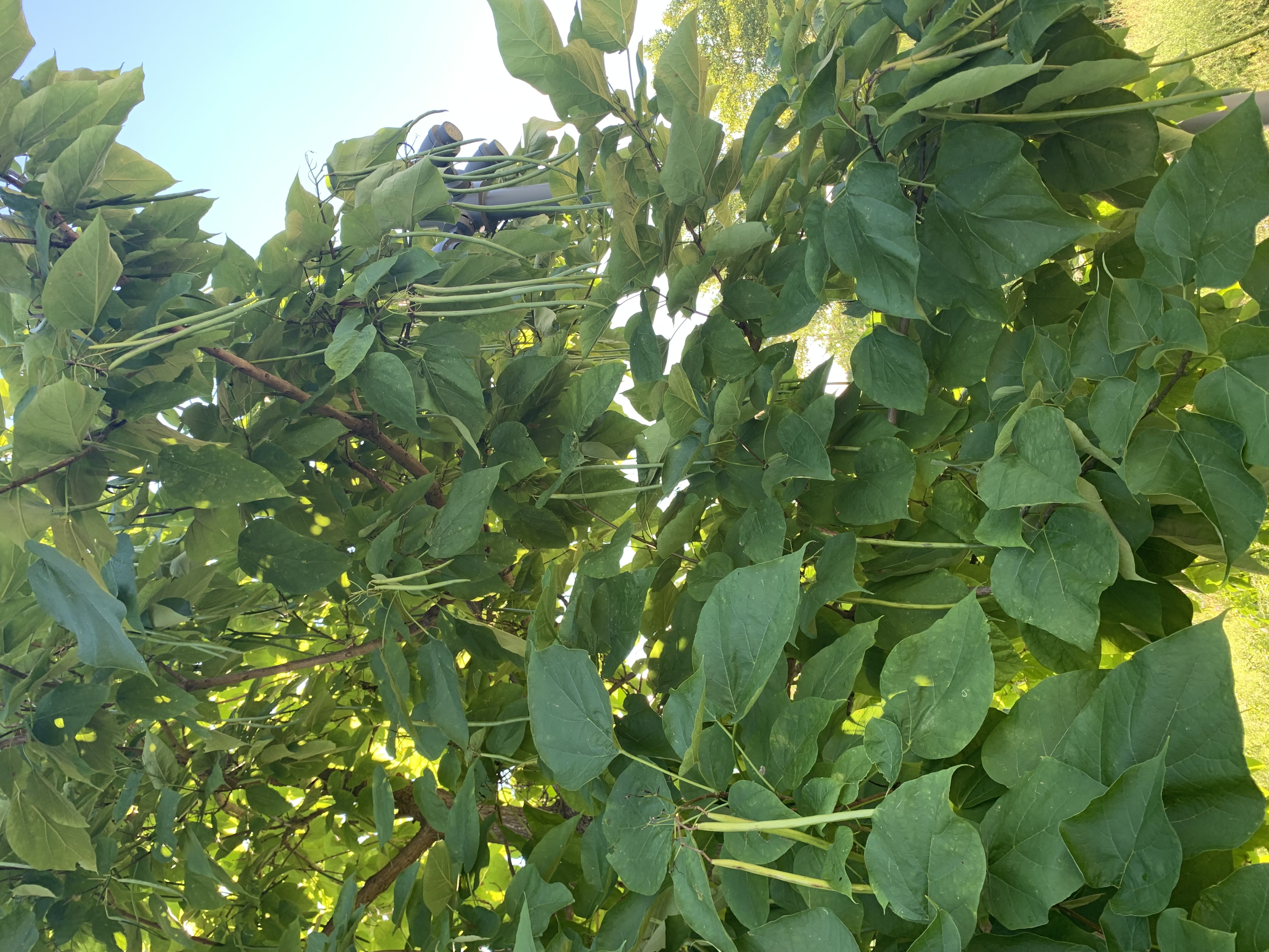 A tree with long, green objects hanging from it that look like green beans.