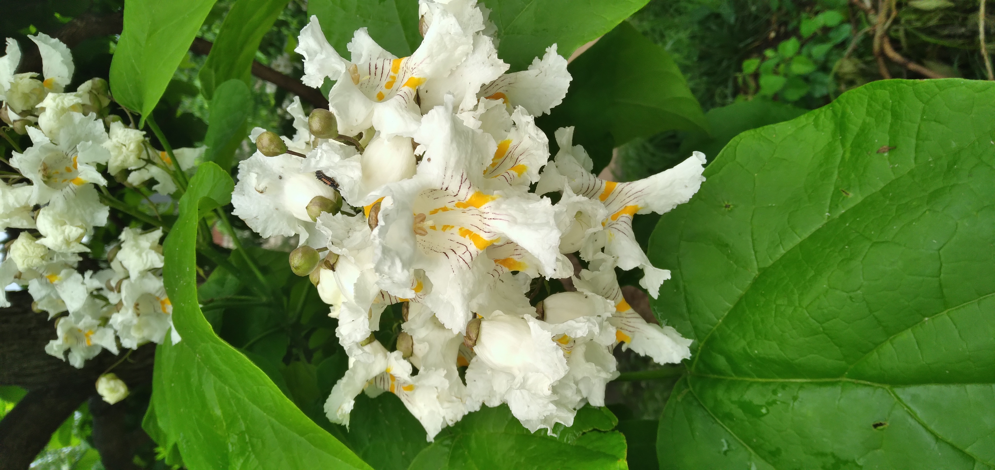 A closeup of white orchid-like flowers.