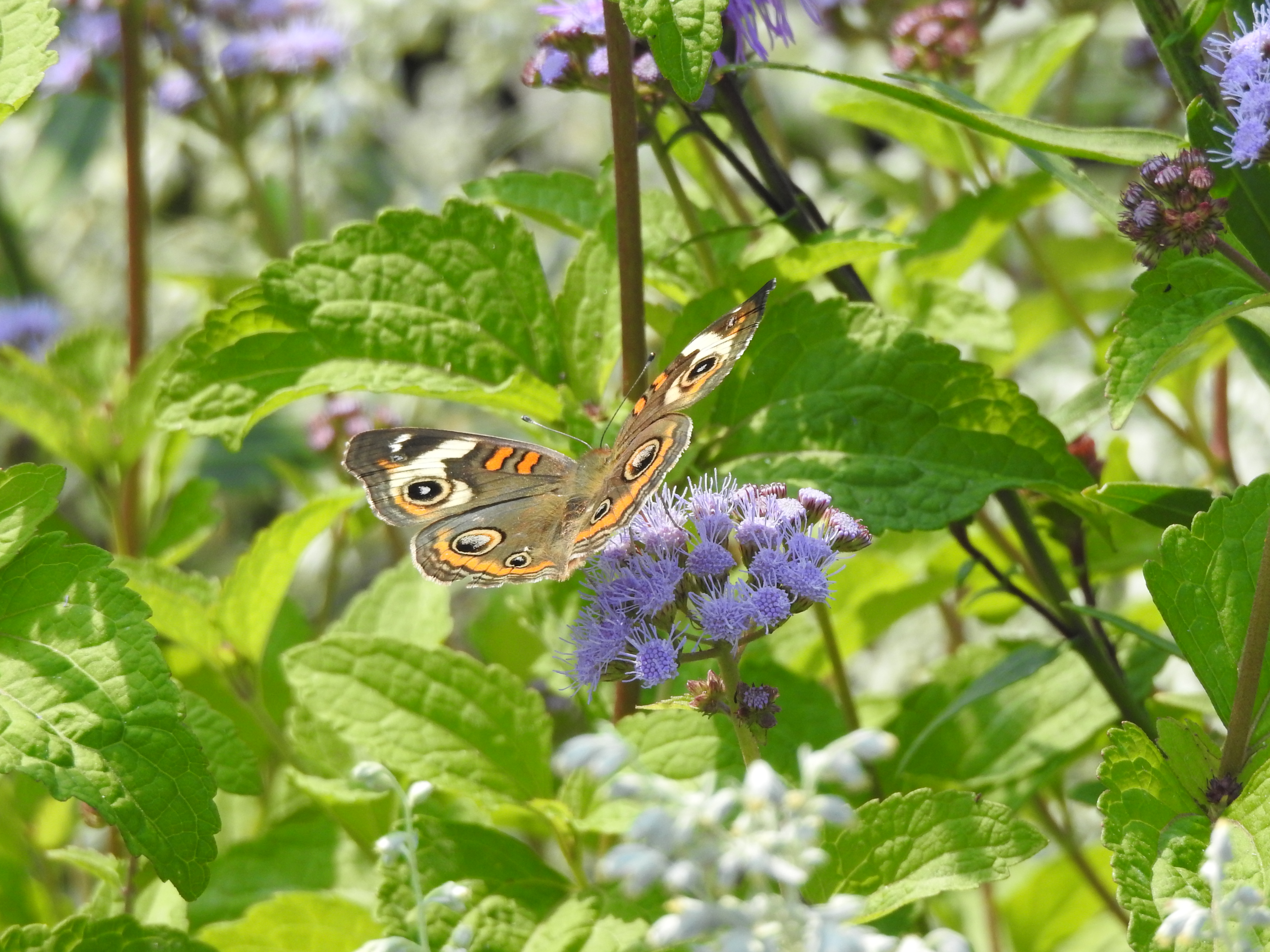 A butterfly on a purple flower