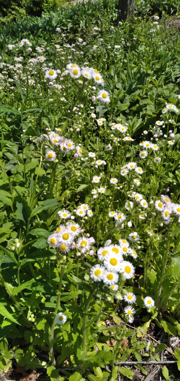 A green plant with white flowers