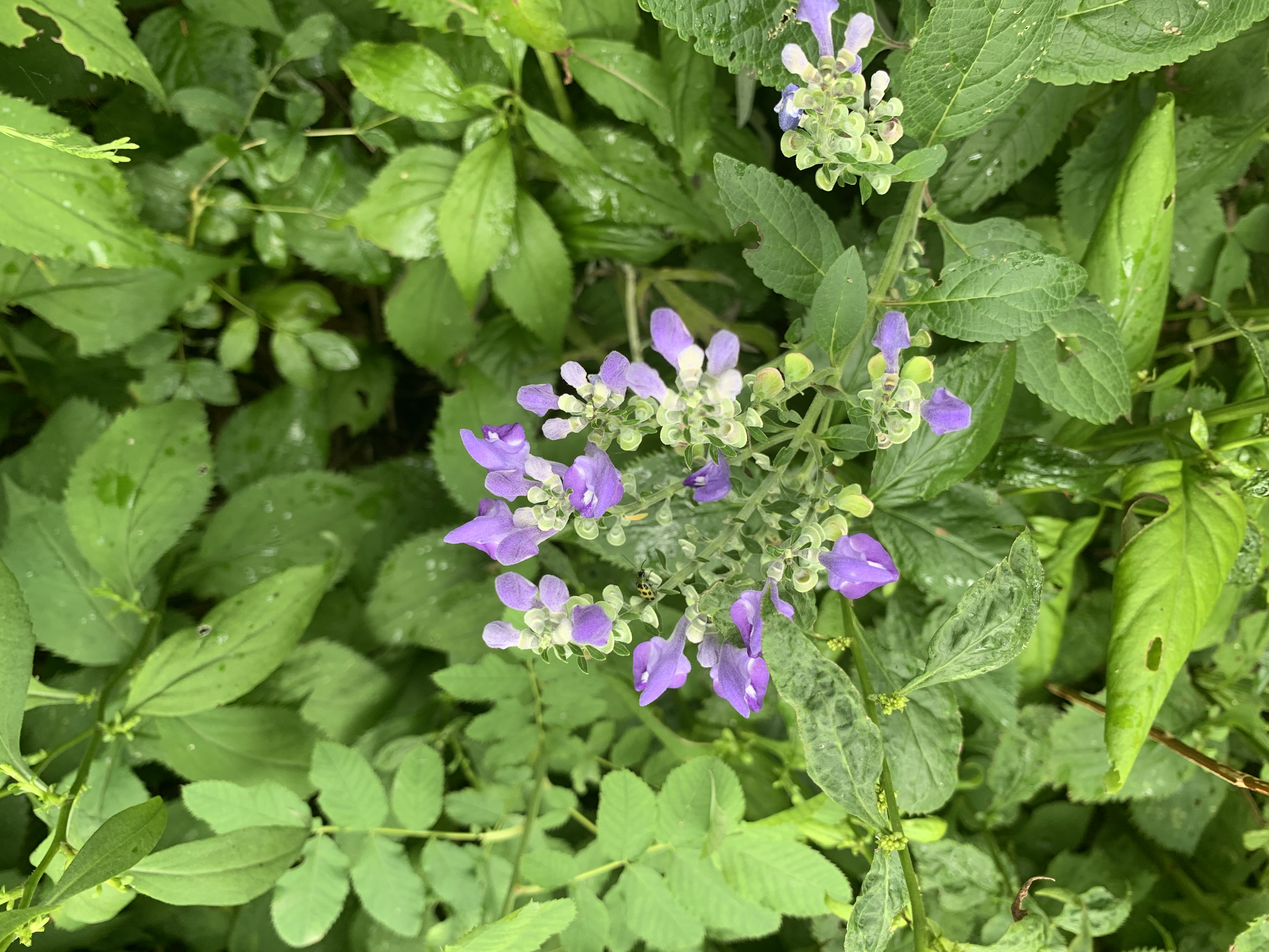 A green plant with purple flowers