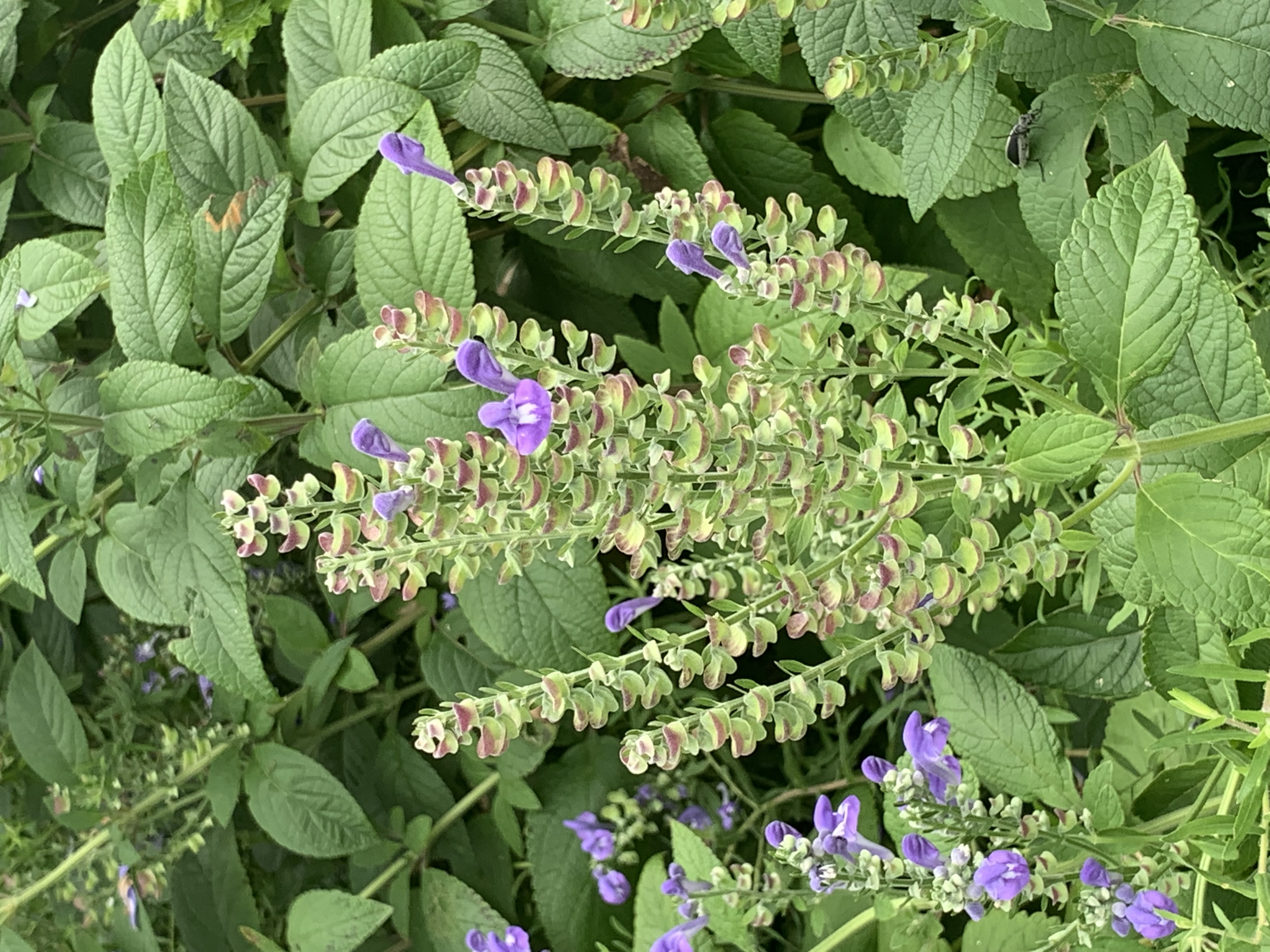 A green plant with purple flowers.