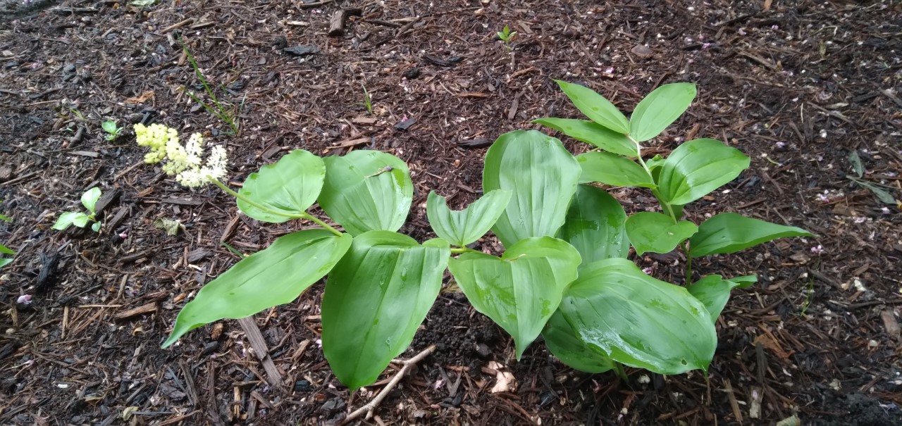 A green plant with opposite green leaves arraged roughly like rungs on a ladder. A white cone-shaped flower is at the end of the stem.