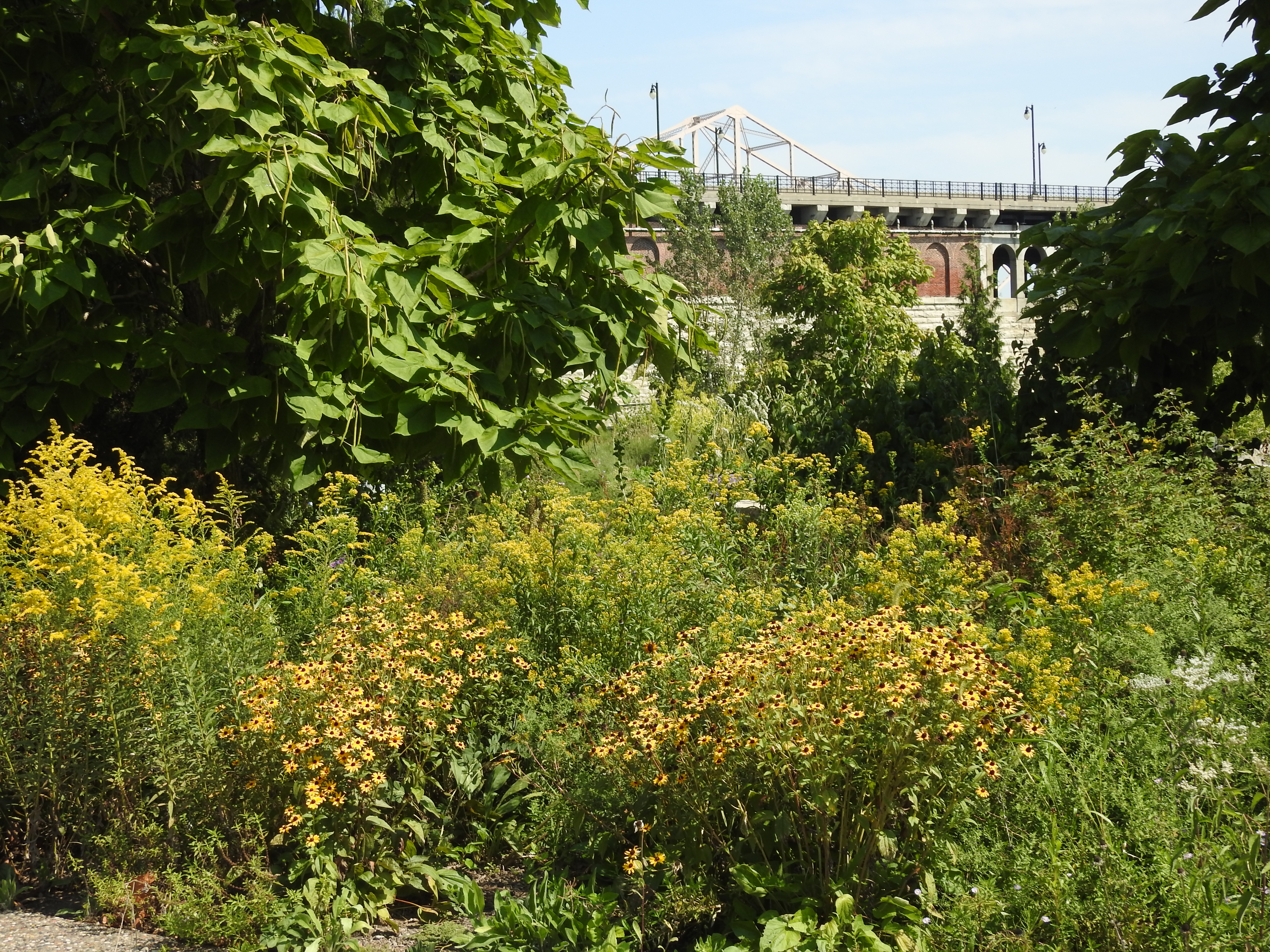 goldenrod and rudbeckia flowers