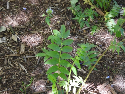 A closeup of the leaves of the Jacob's Ladder plant. The leaves are arranged on opposite ends of the stalk and resemble the rungs on a ladder