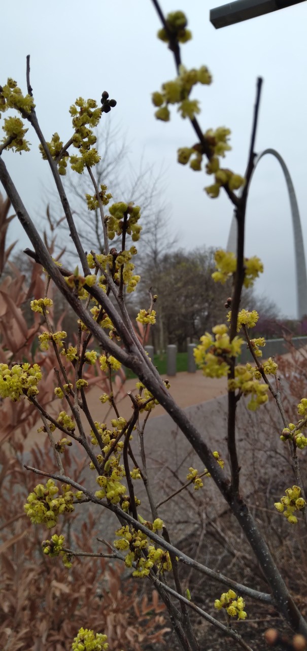 lindera bezoin Small yellow budlike blossoms on brown twigs. The Gateway Arch is in the background