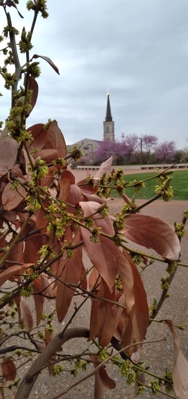 lindera glauca Small yellow budlike blossoms on a brown twigs. A church is in the background. There are also long, pointed coppery leaves on the branches.