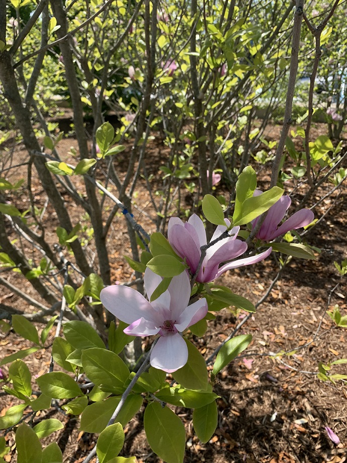 A pale pink flower with green leaves around it